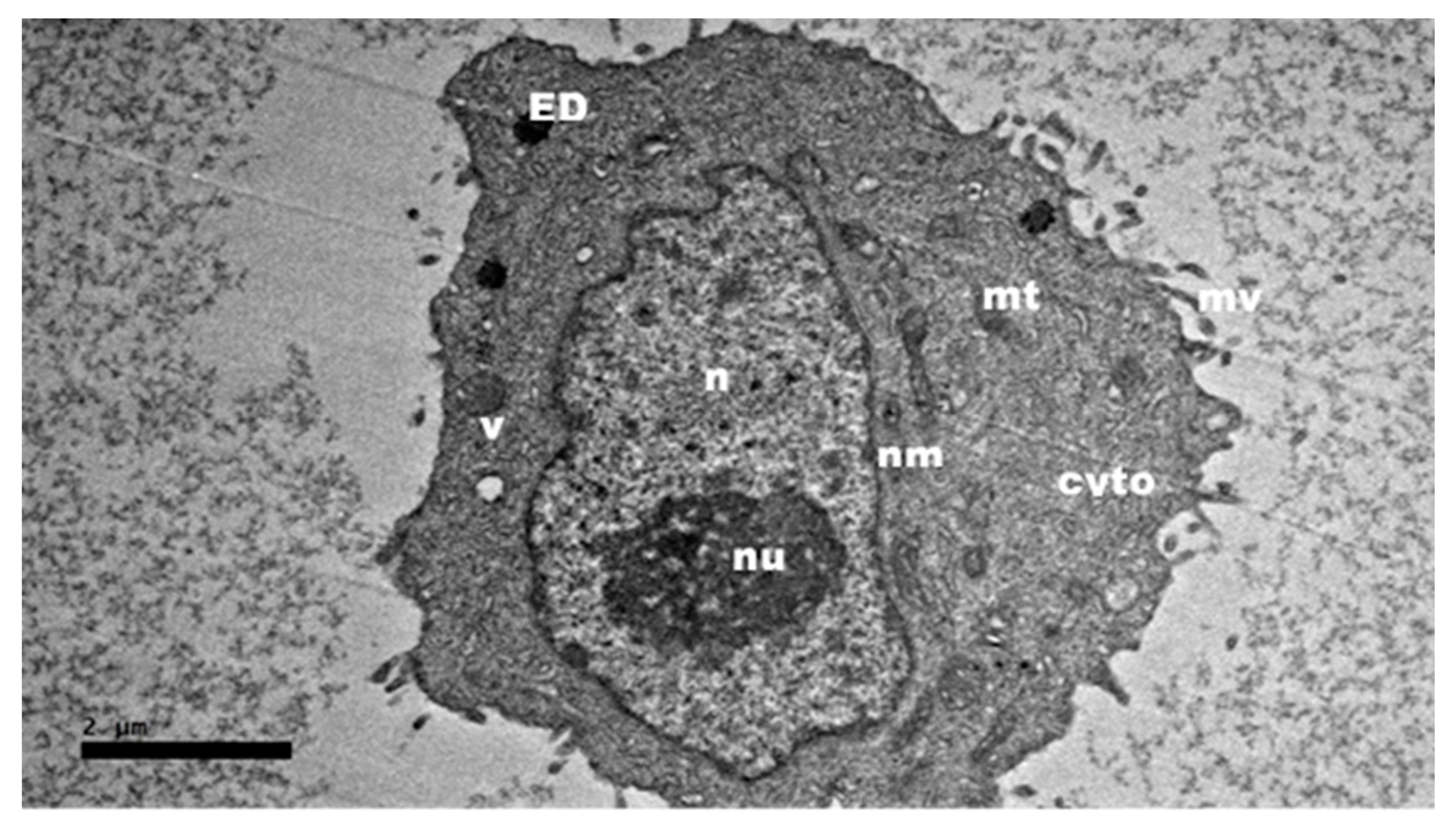 Ijms 21 05874 g003 Ijms 21 05874 g003