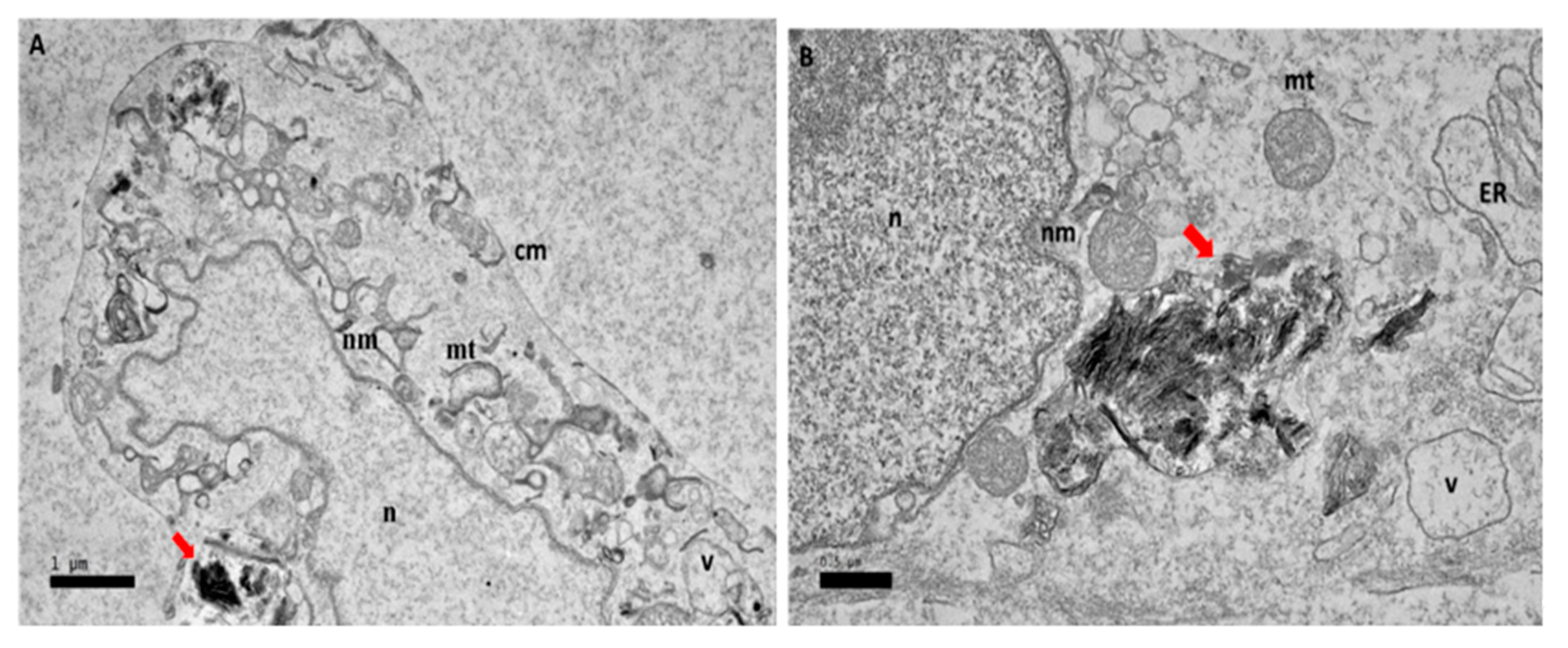 Ijms 21 05874 g004 Ijms 21 05874 g004