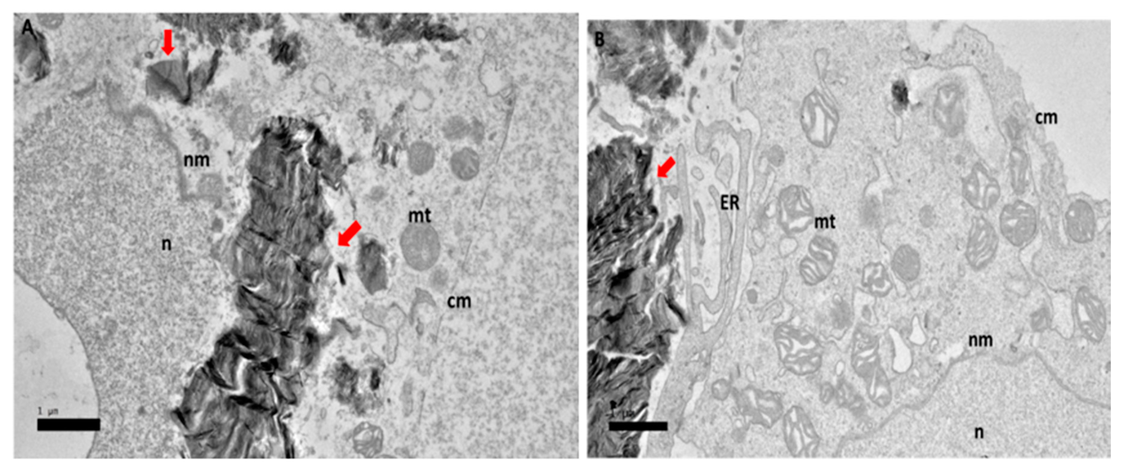 Ijms 21 05874 g005 Ijms 21 05874 g005