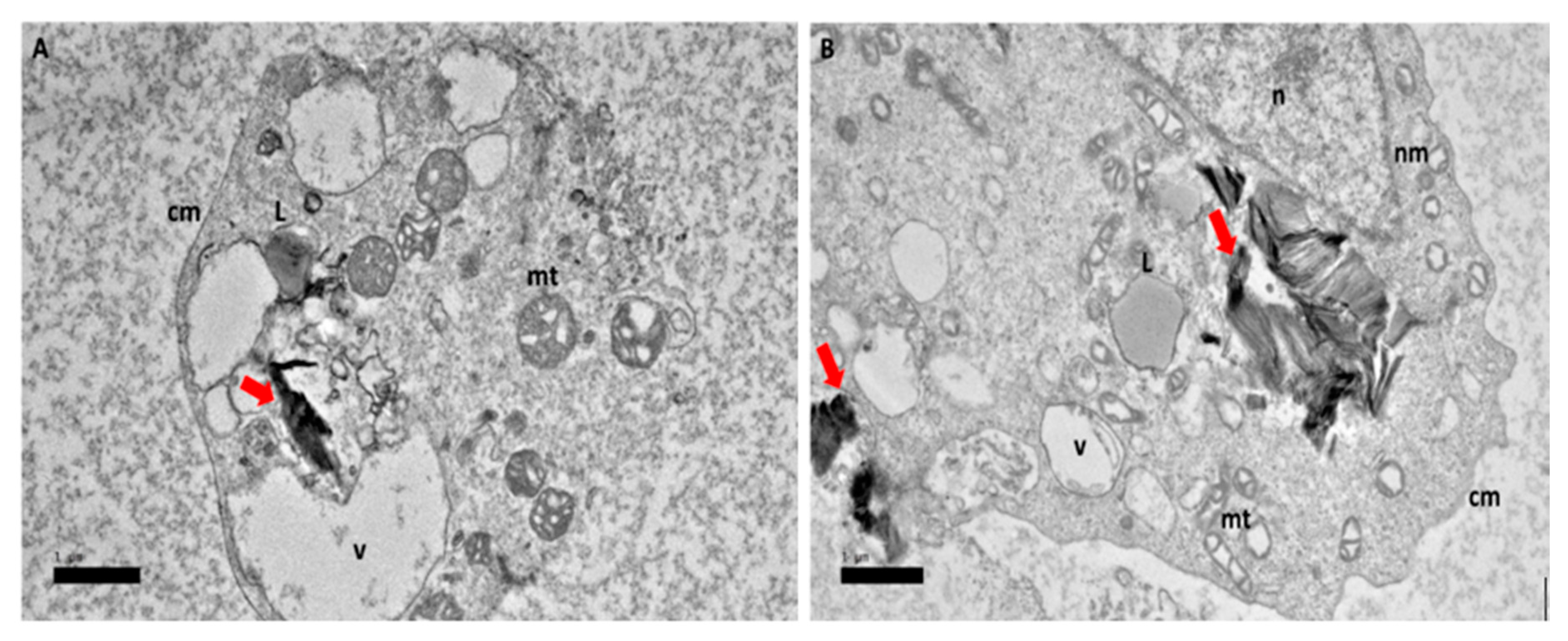 Ijms 21 05874 g006 Ijms 21 05874 g006