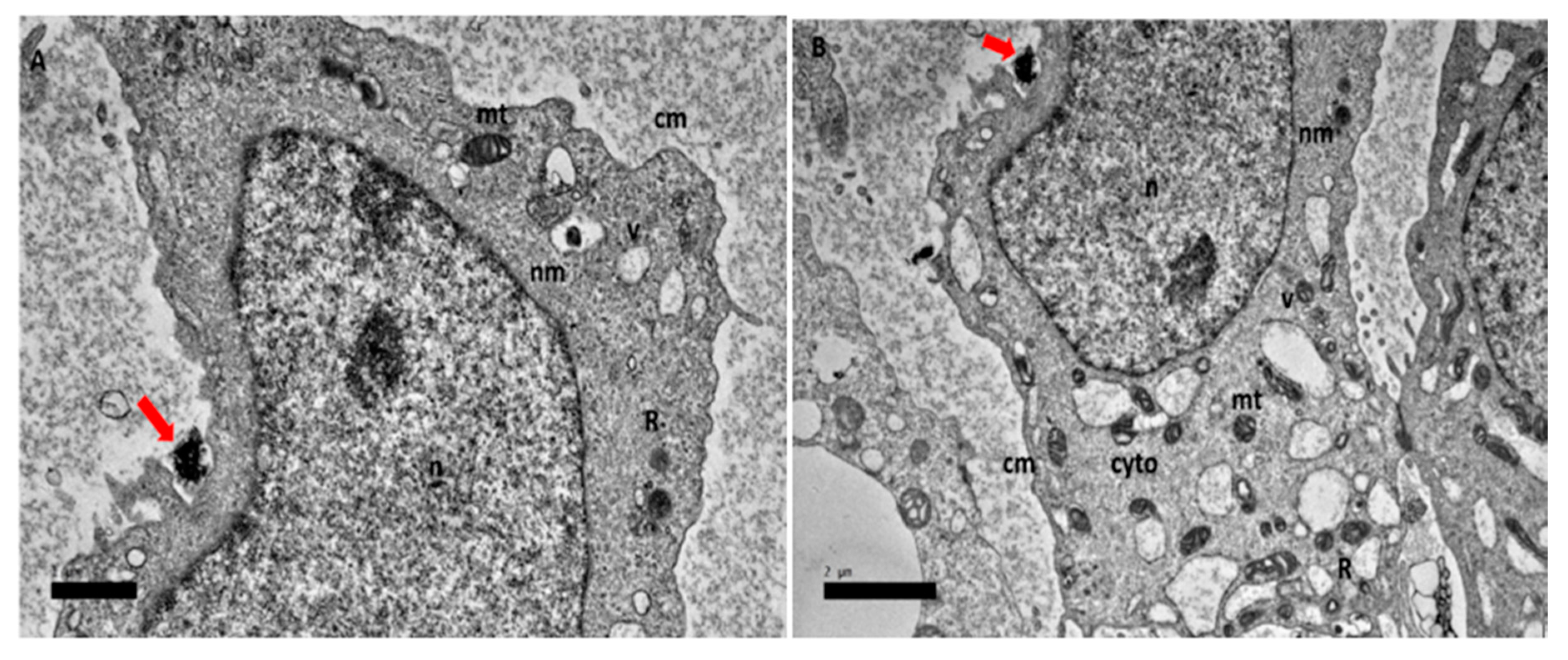 Ijms 21 05874 g007 Ijms 21 05874 g007