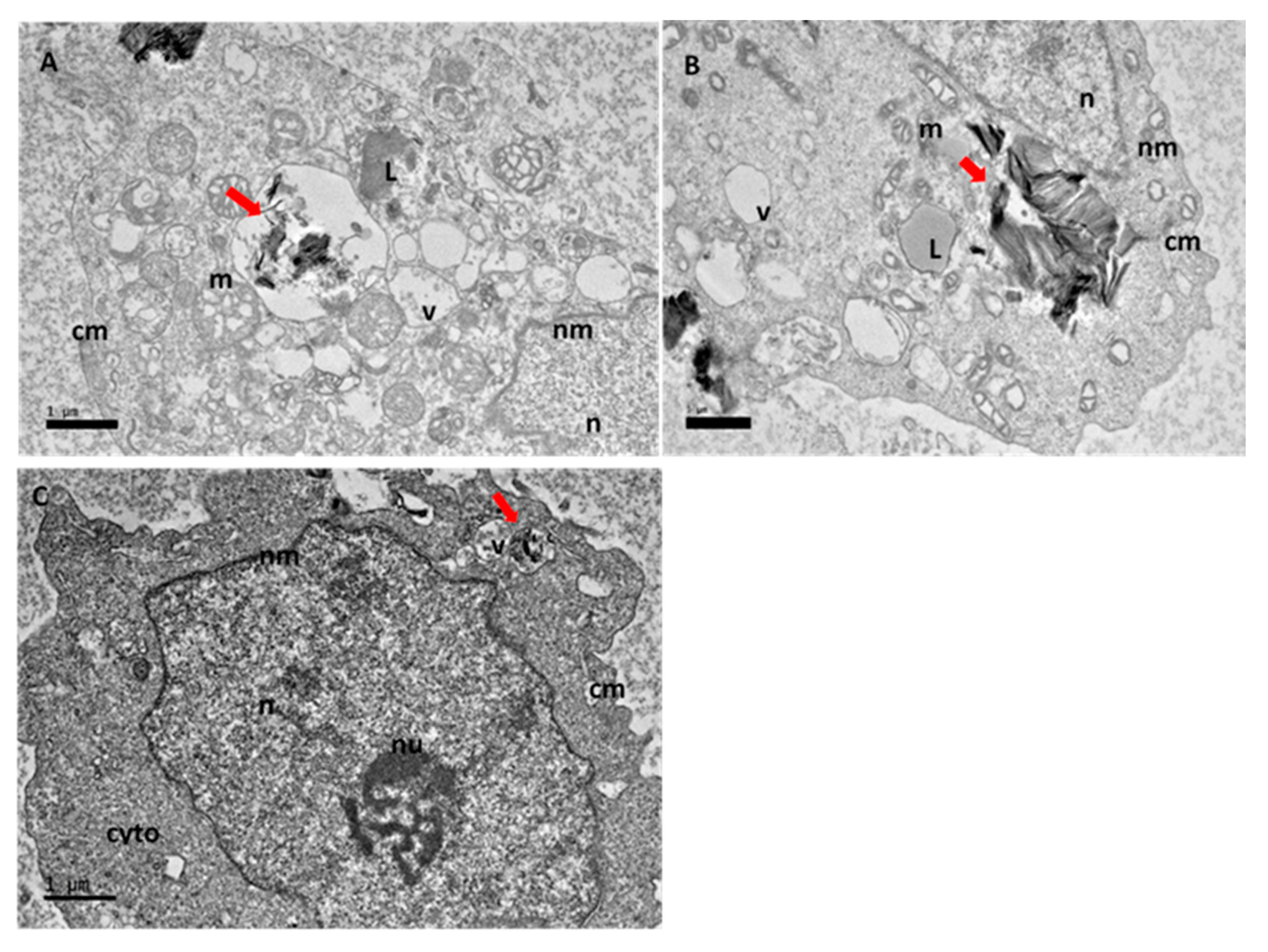 Ijms 21 05874 g008 Ijms 21 05874 g008