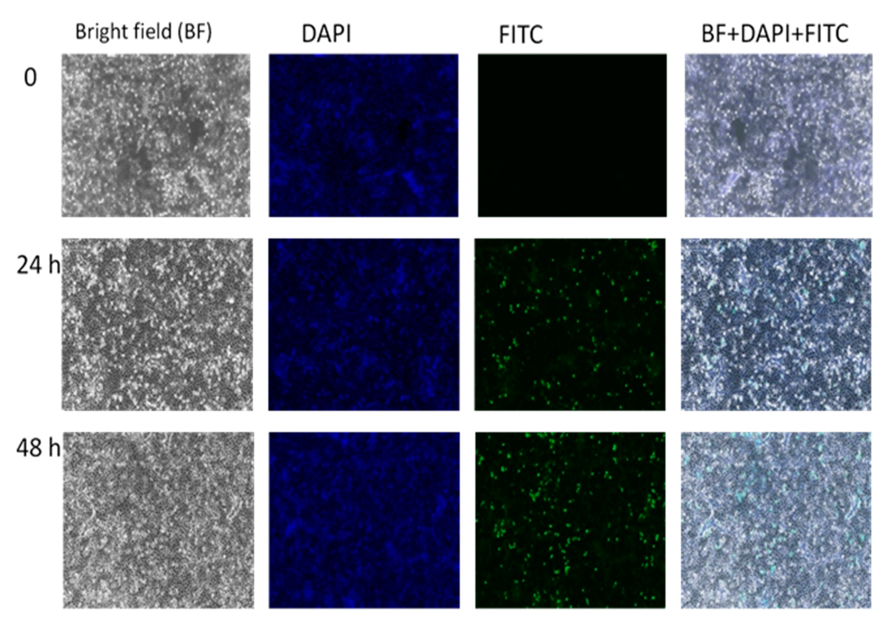 Ijms 21 05874 g010 Ijms 21 05874 g010