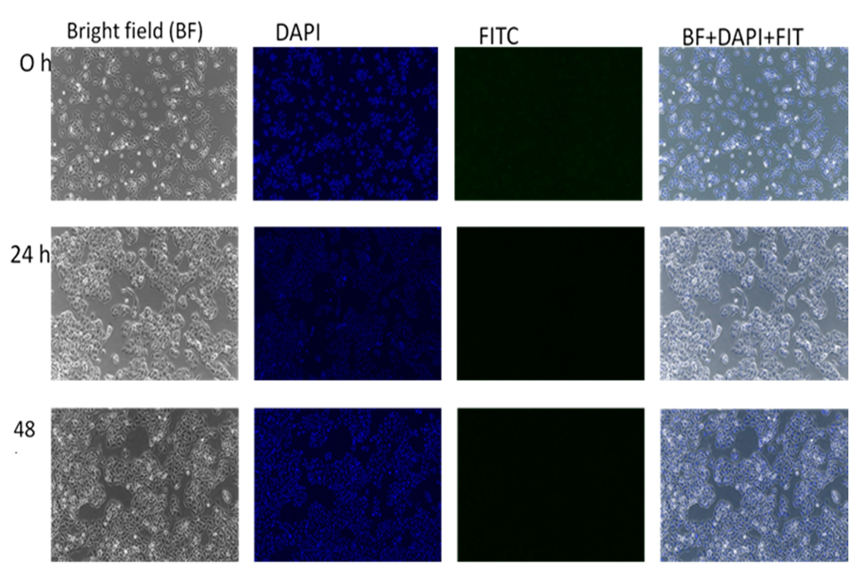 Ijms 21 05874 g011 Ijms 21 05874 g011