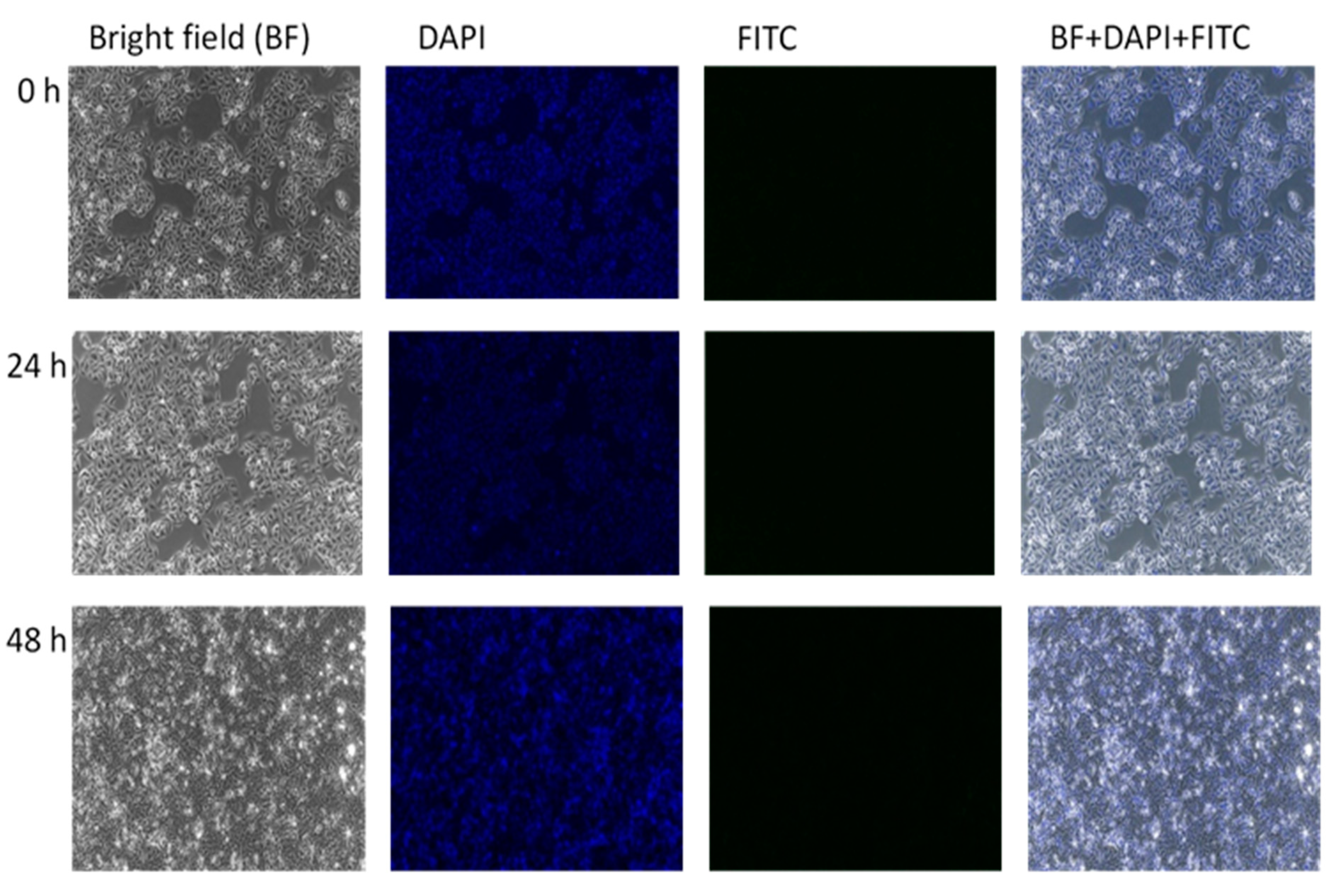 Ijms 21 05874 g012 Ijms 21 05874 g012