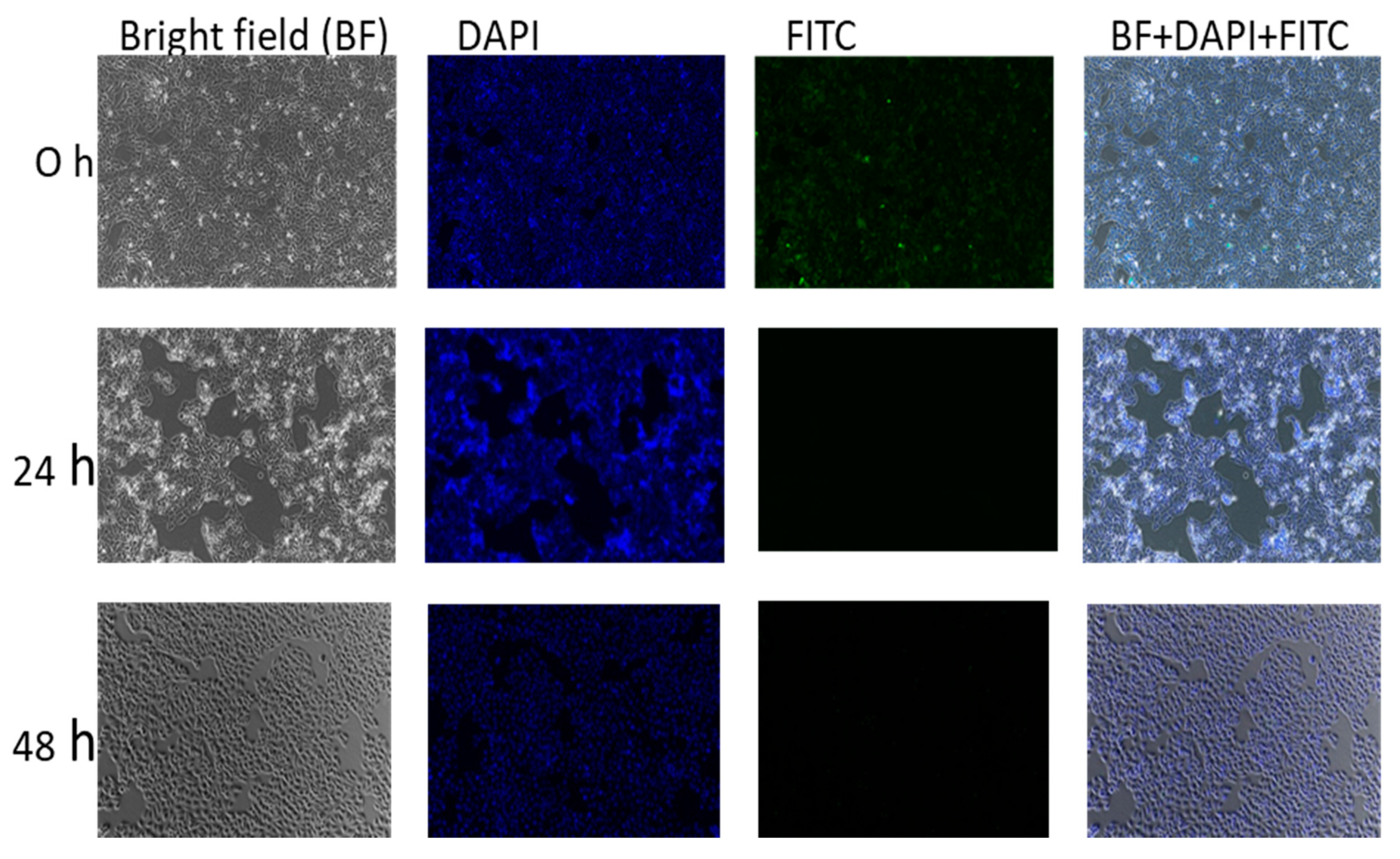 Ijms 21 05874 g013 Ijms 21 05874 g013
