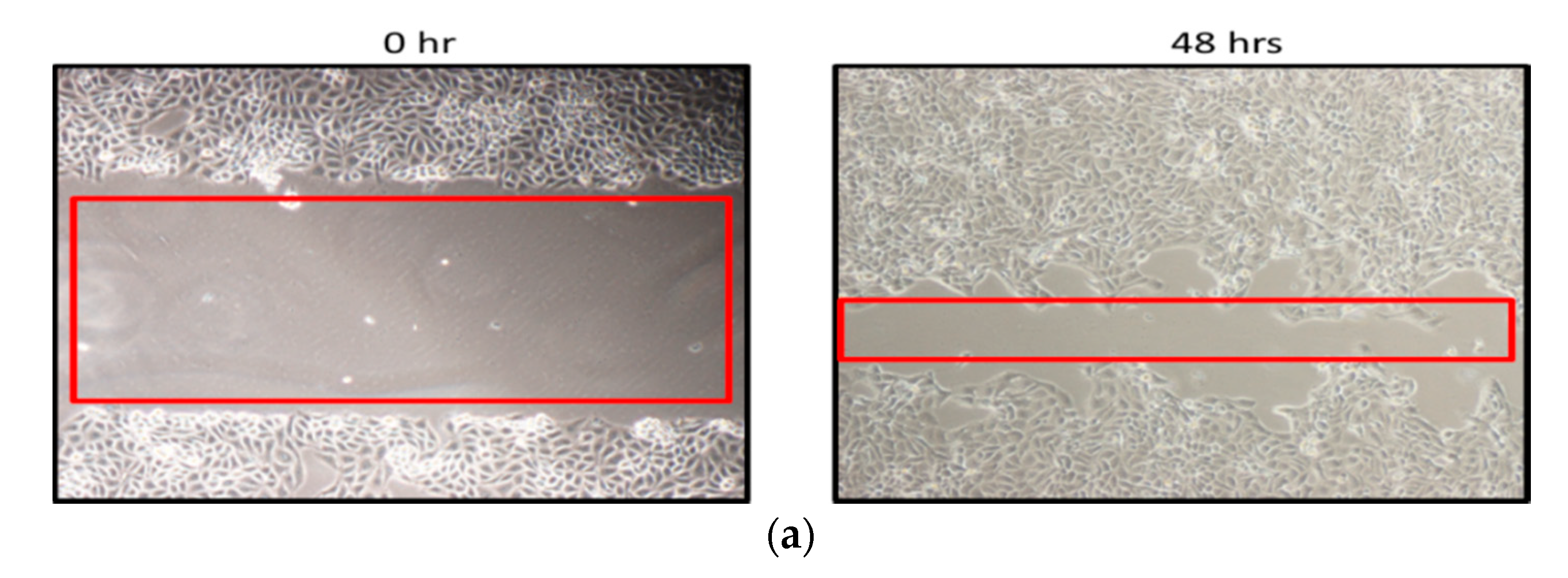 Ijms 21 05874 g014a Ijms 21 05874 g014a