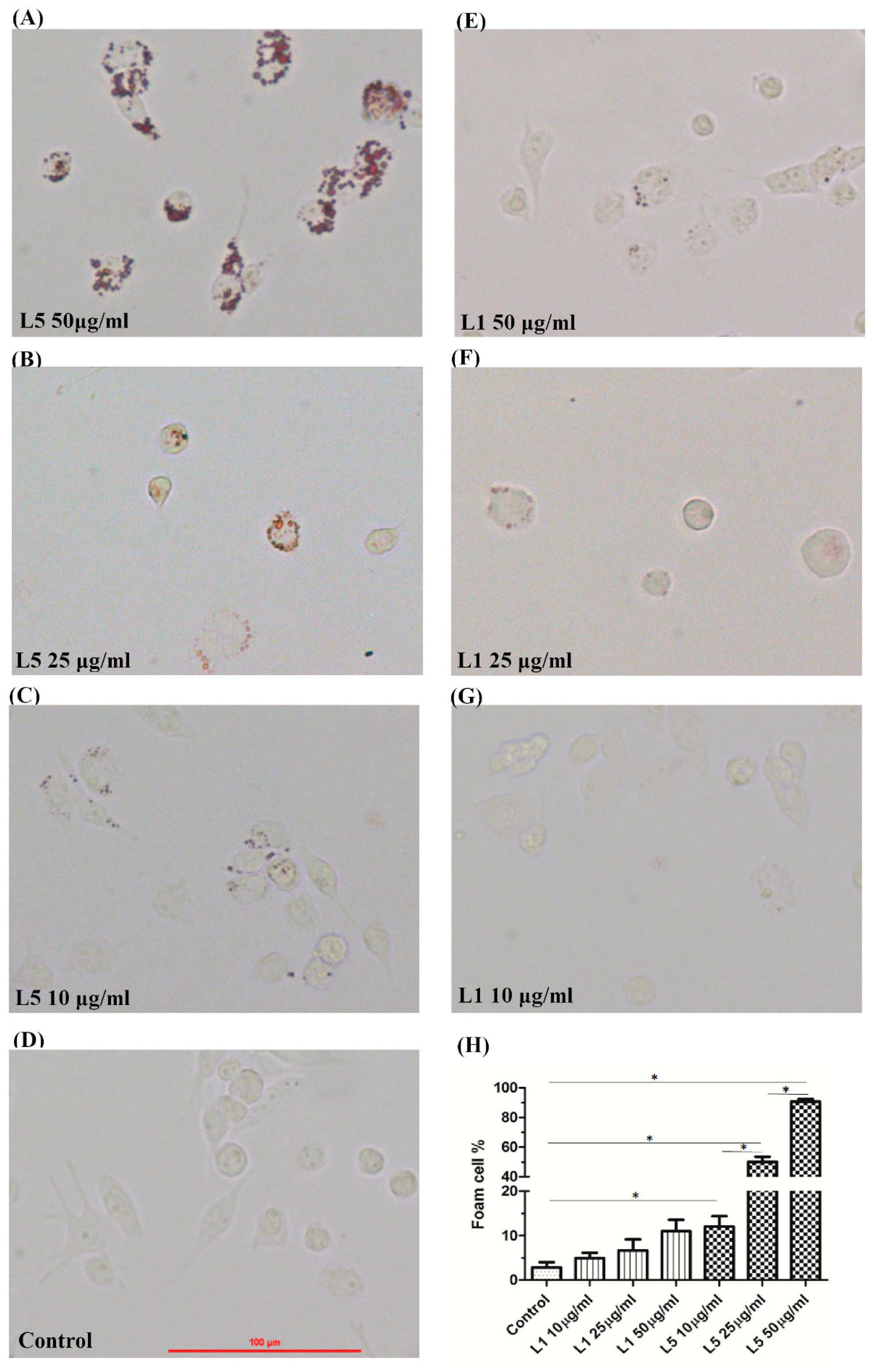 Ijms 21 05883 g001 Ijms 21 05883 g001