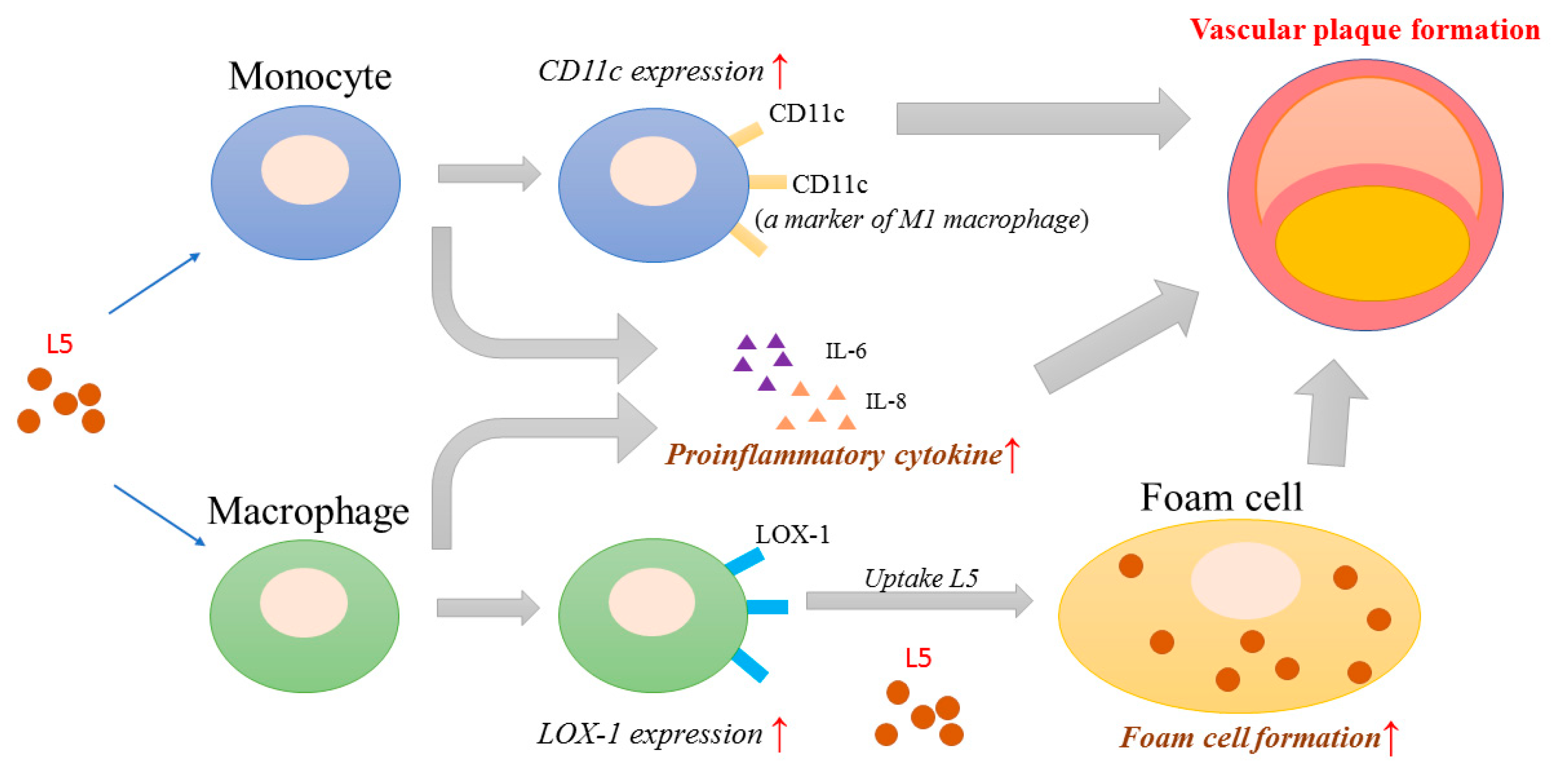 Ijms 21 05883 g004 Ijms 21 05883 g004