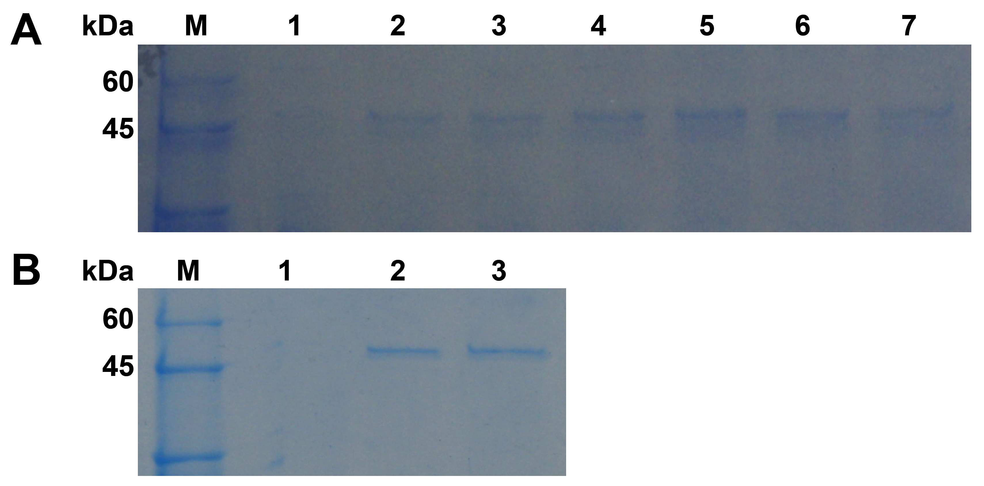 Ijms 21 05886 g003 Ijms 21 05886 g003