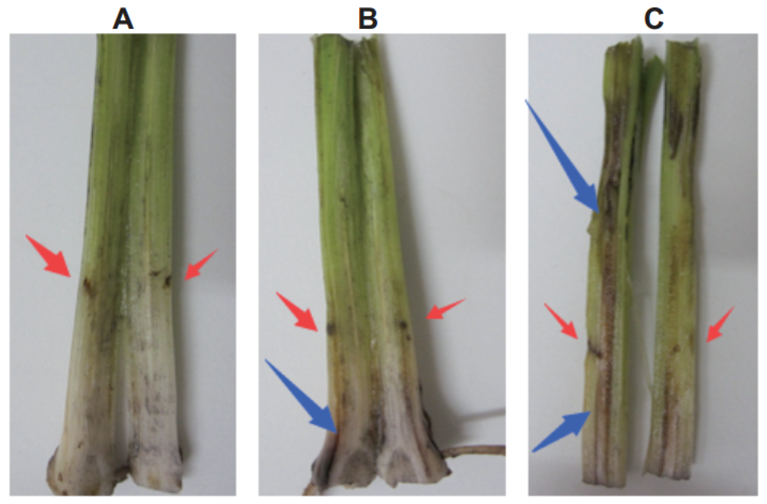 Ijms 21 05886 g006 Ijms 21 05886 g006