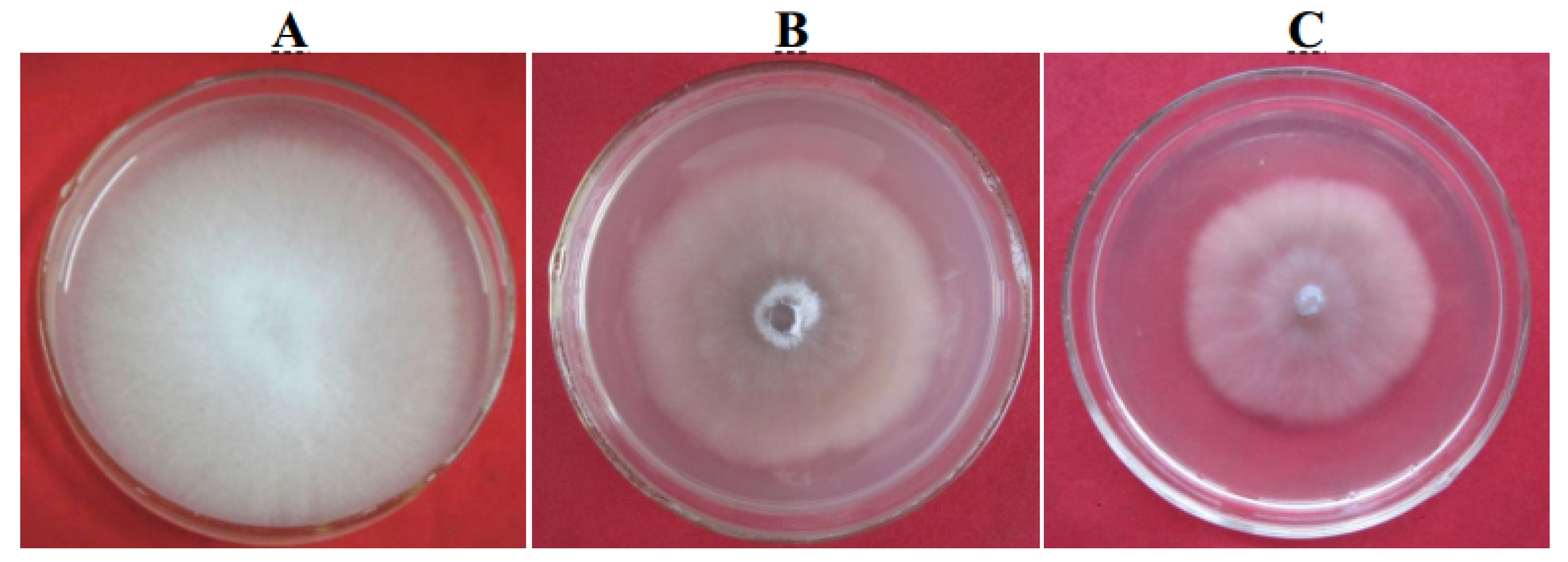 Ijms 21 05886 g007 Ijms 21 05886 g007