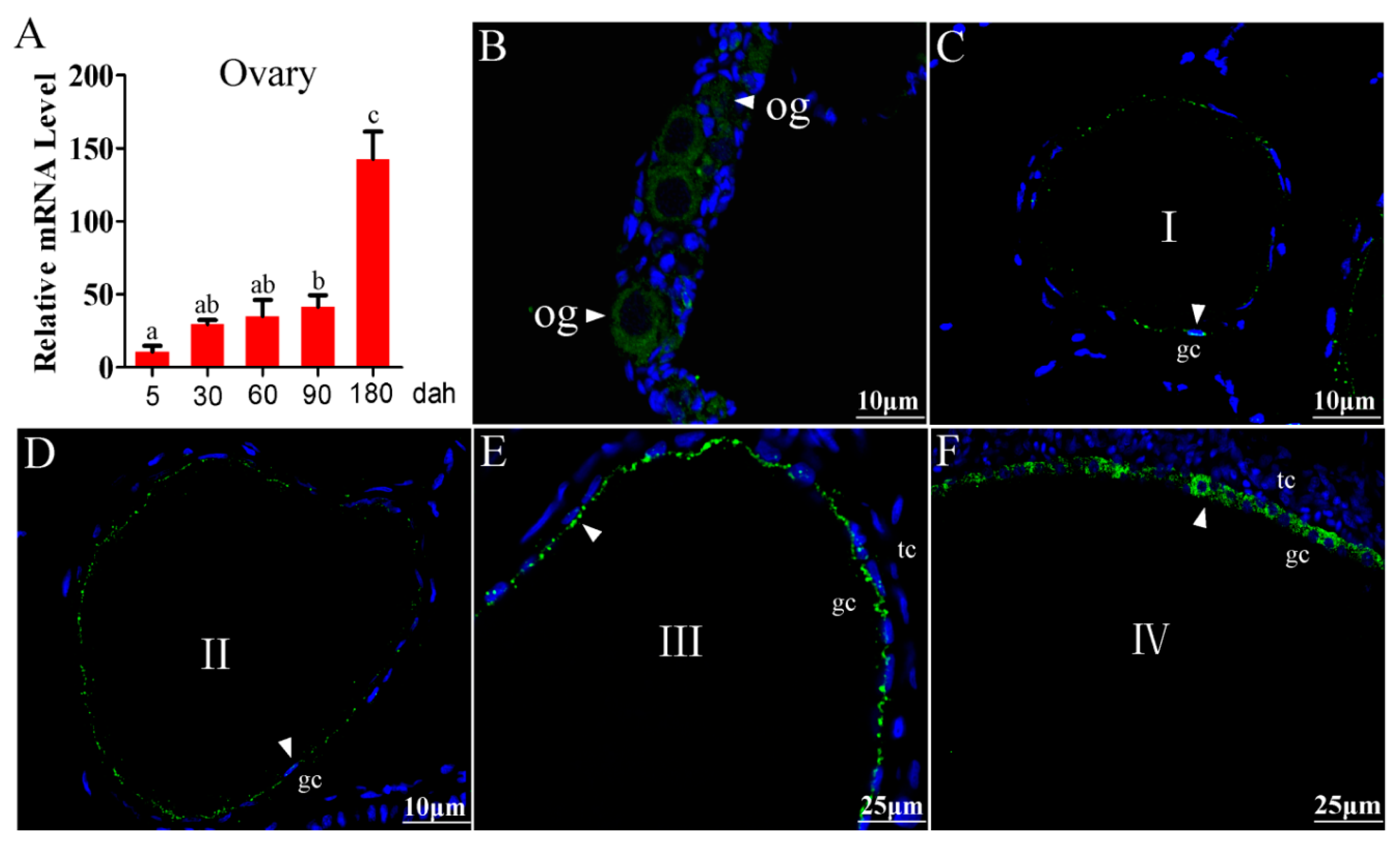 Ijms 21 05893 g001 Ijms 21 05893 g001