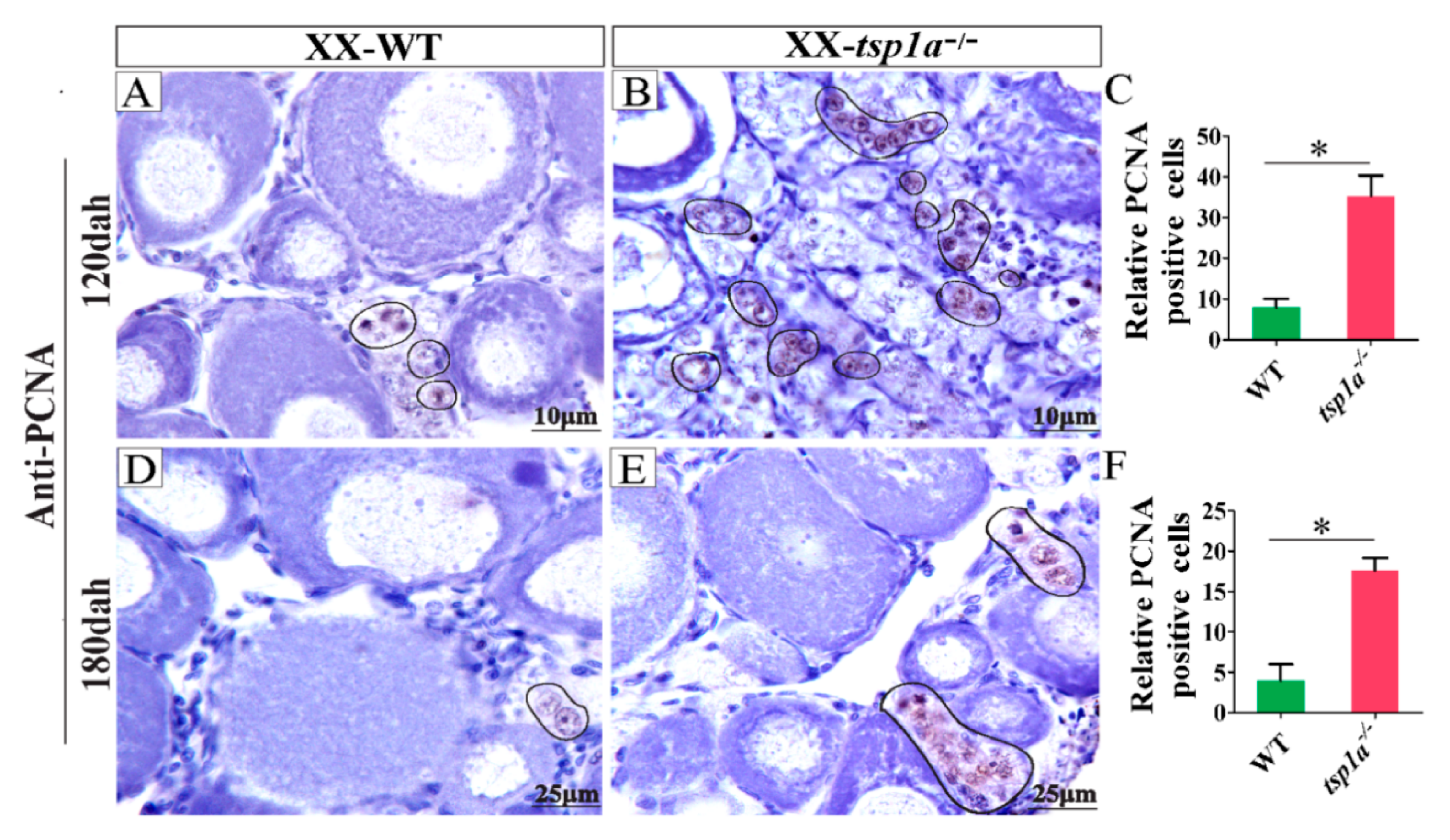 Ijms 21 05893 g005 Ijms 21 05893 g005