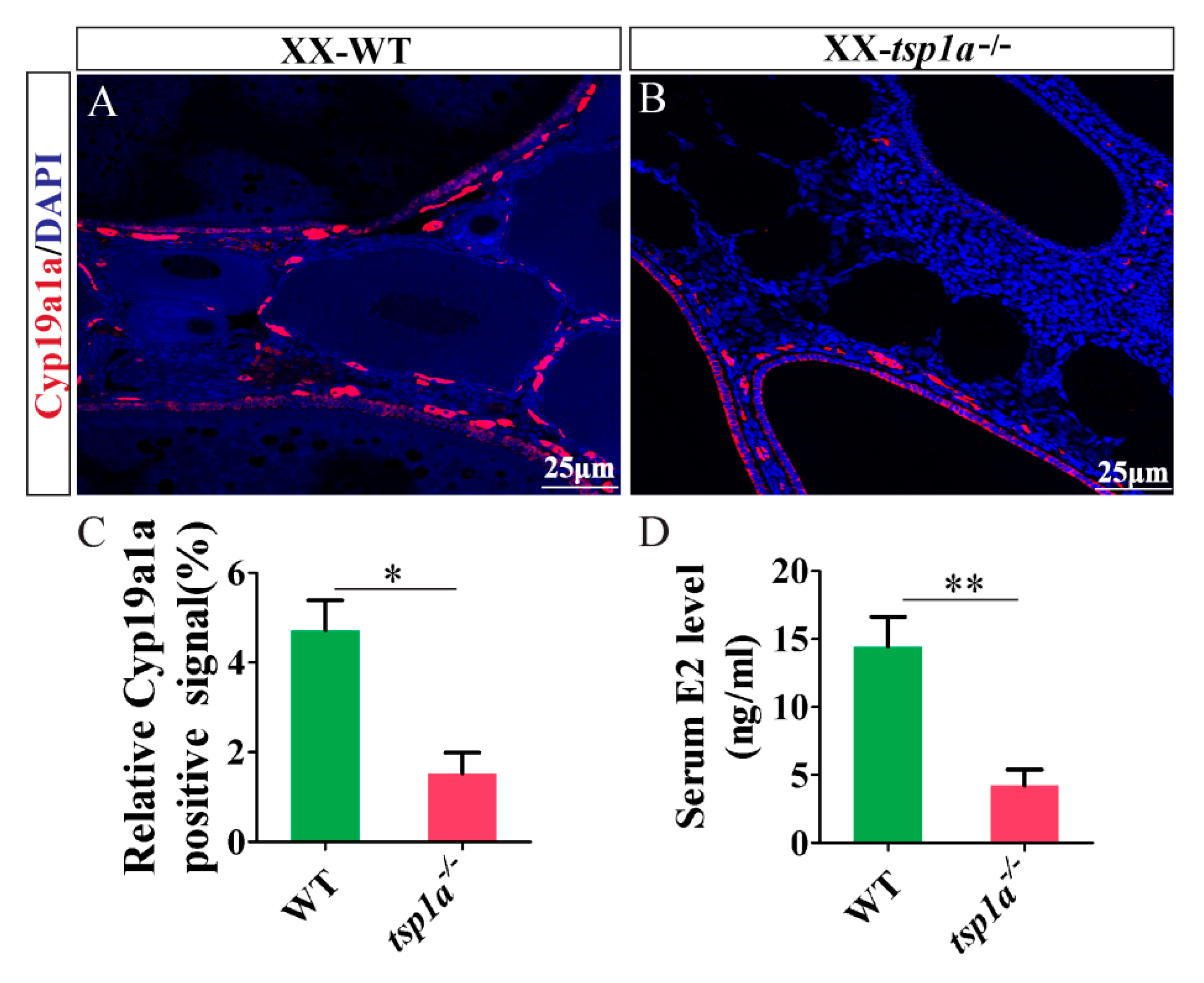 Ijms 21 05893 g006 Ijms 21 05893 g006