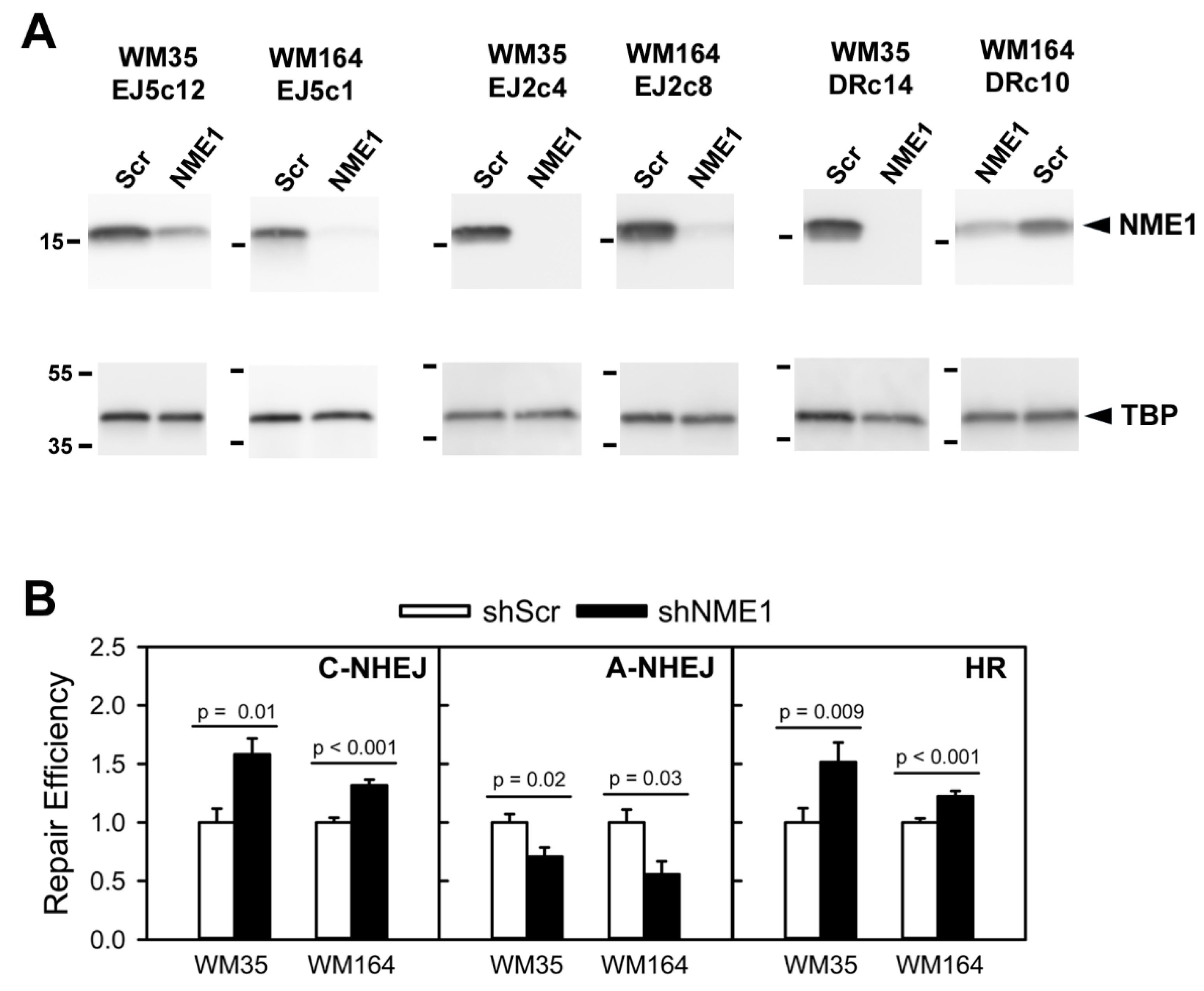 Ijms 21 05896 g004 Ijms 21 05896 g004