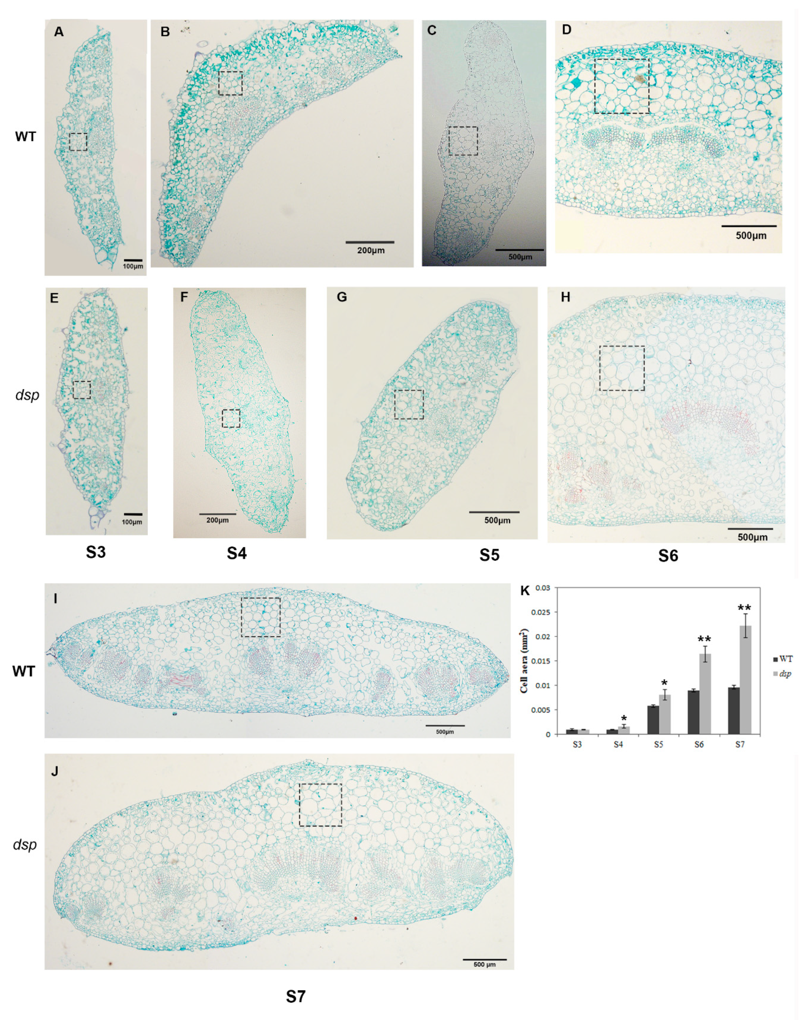 Ijms 21 05914 g005 Ijms 21 05914 g005