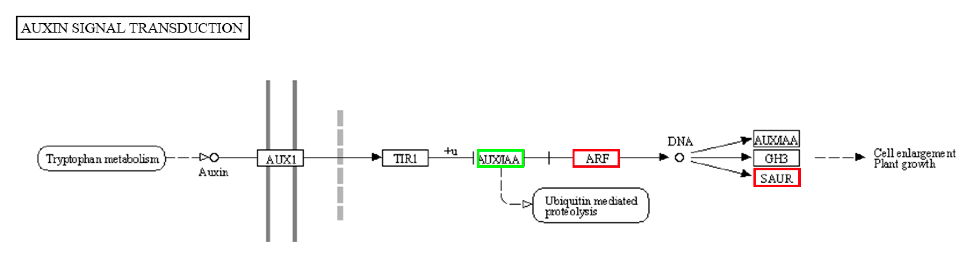Ijms 21 05914 g008 Ijms 21 05914 g008