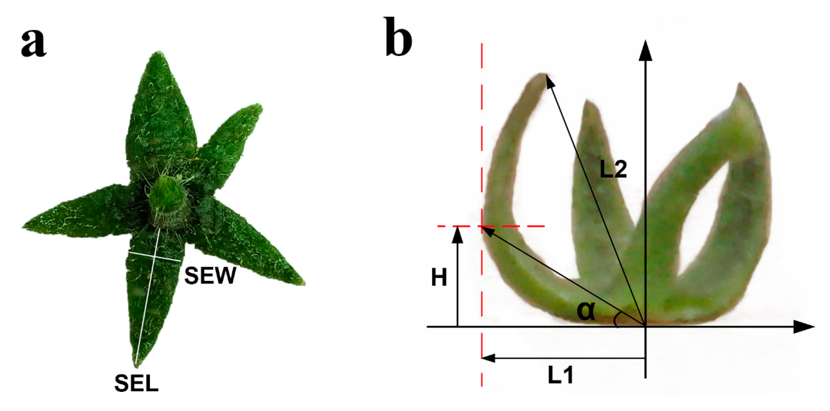 Ijms 21 05914 g009 Ijms 21 05914 g009