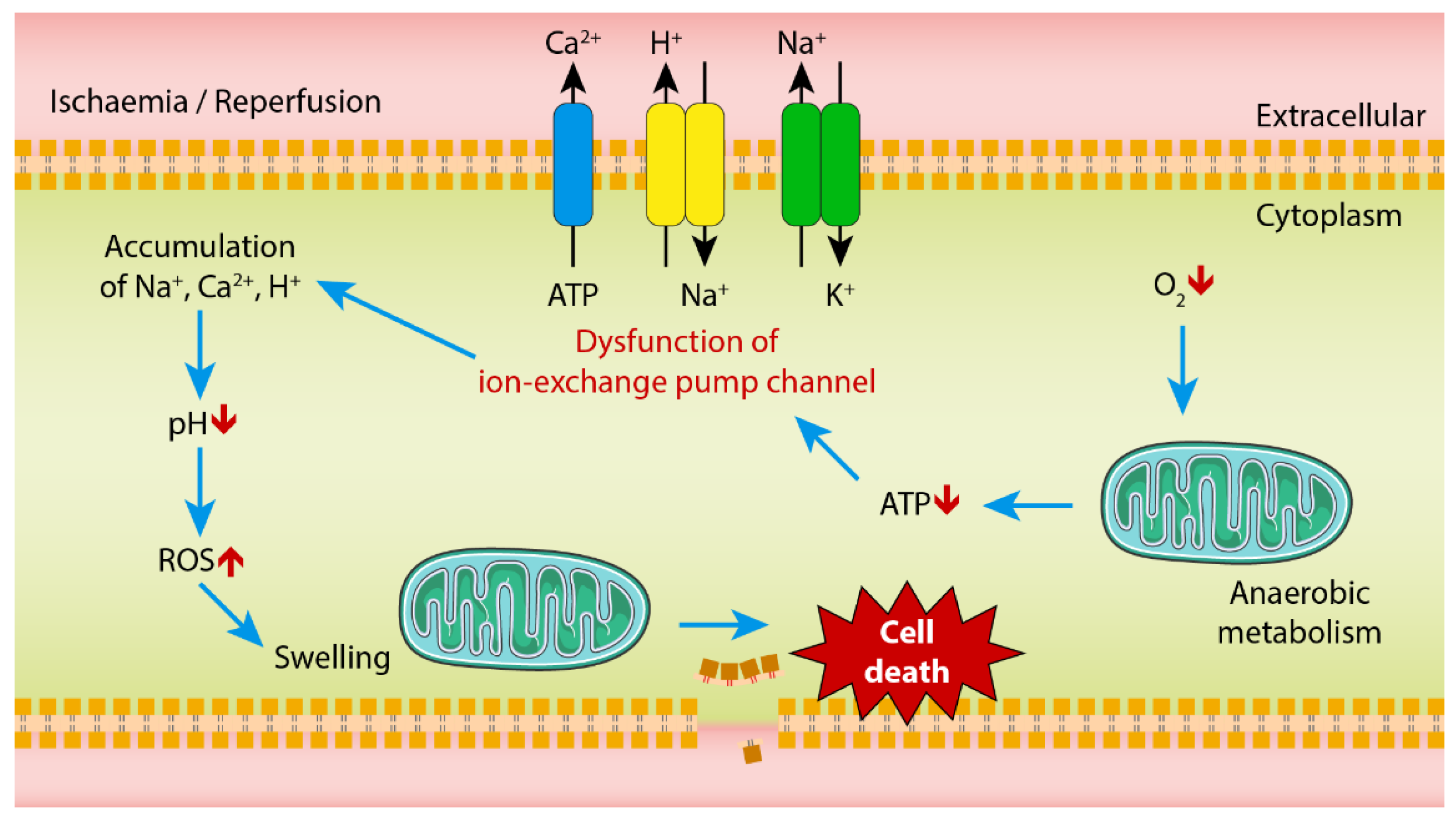 Ijms 21 05931 g001 Ijms 21 05931 g001