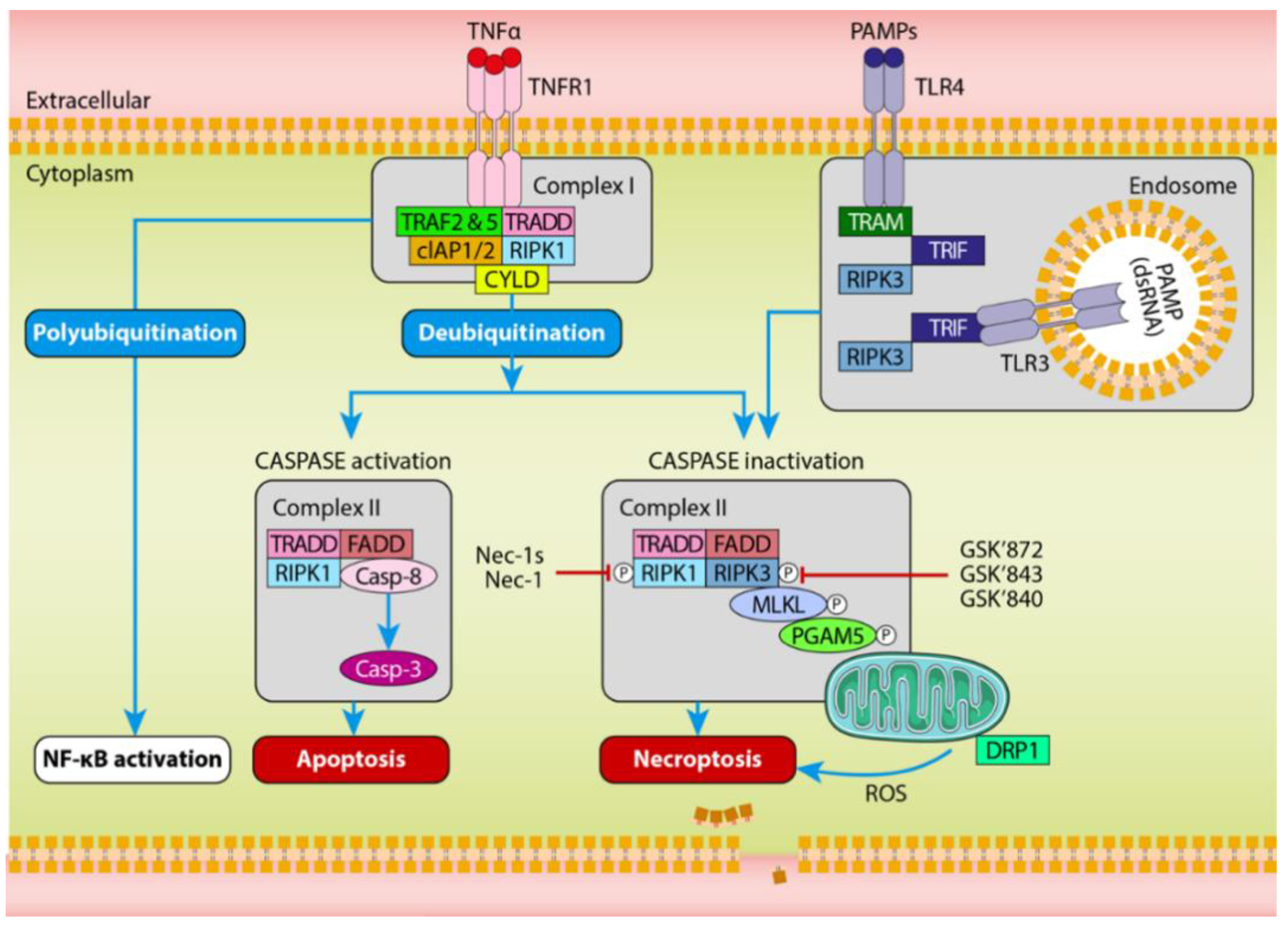 Ijms 21 05931 g002 Ijms 21 05931 g002