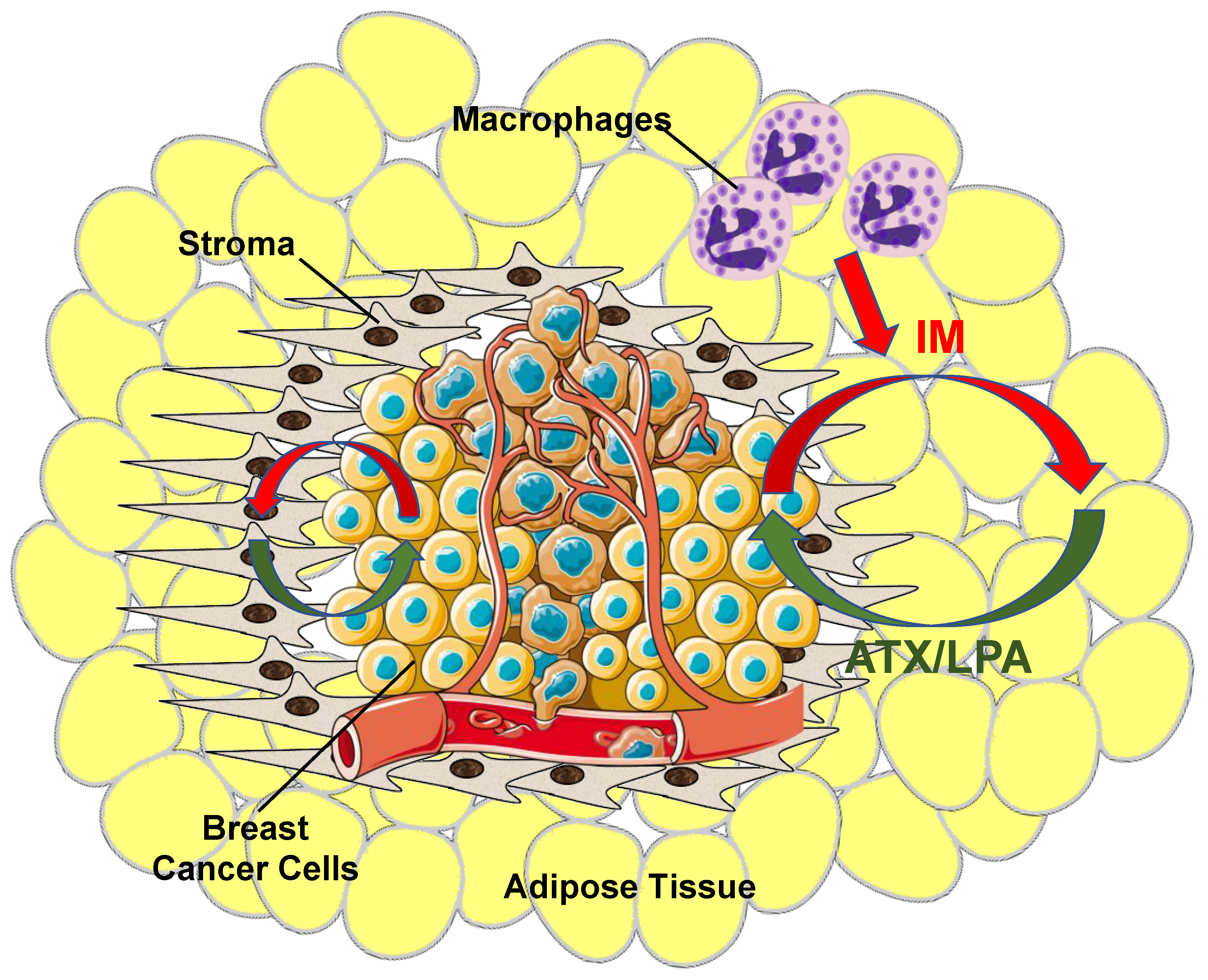 Ijms 21 05938 g004 Ijms 21 05938 g004