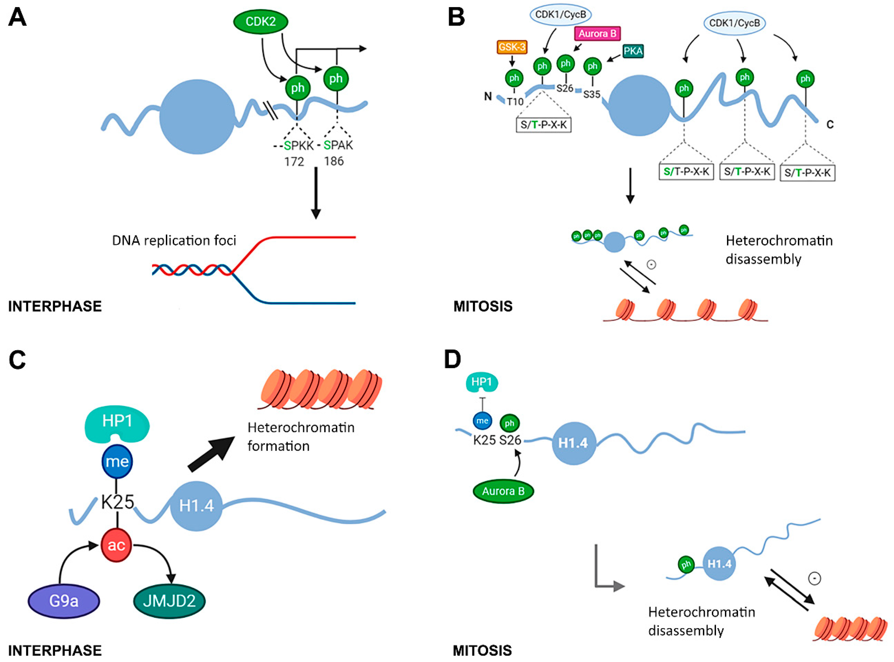 Ijms 21 05941 g004 Ijms 21 05941 g004