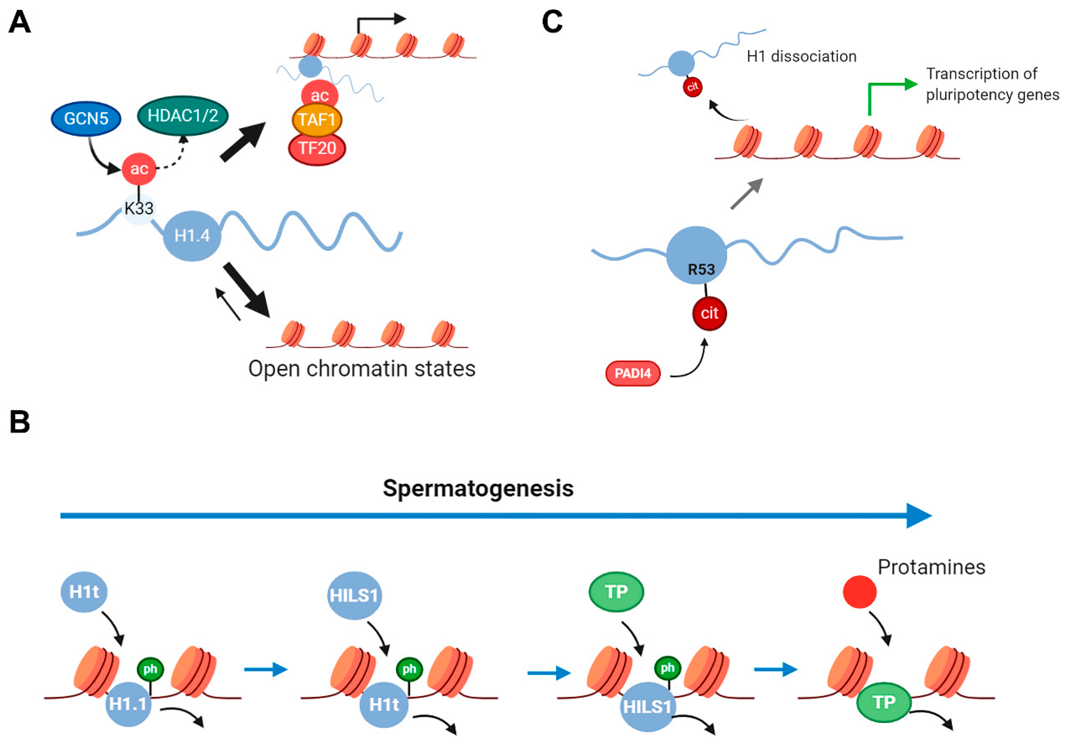 Ijms 21 05941 g006 Ijms 21 05941 g006