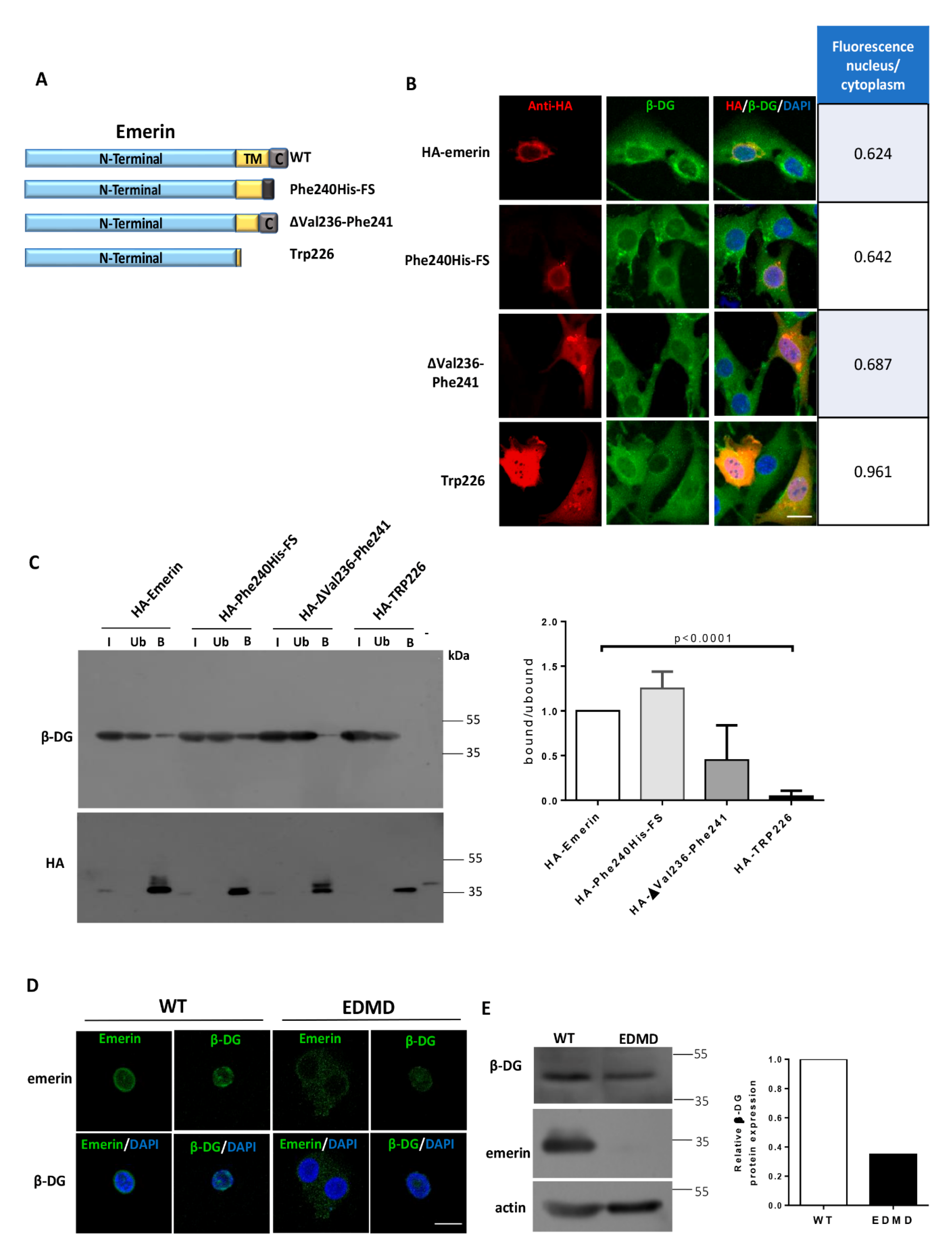 Ijms 21 05944 g005 Ijms 21 05944 g005