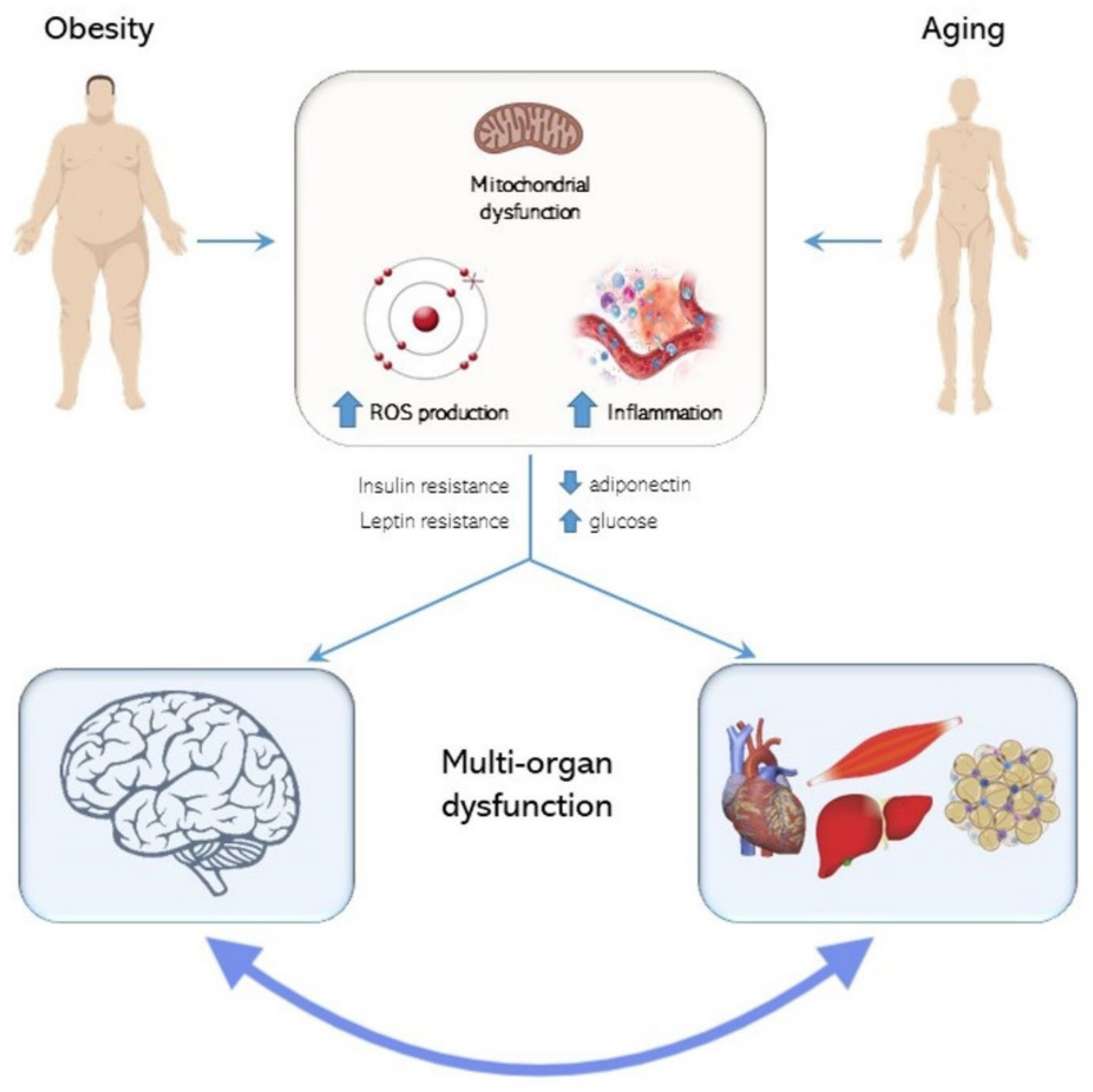 Ijms 21 05964 g003 Ijms 21 05964 g003