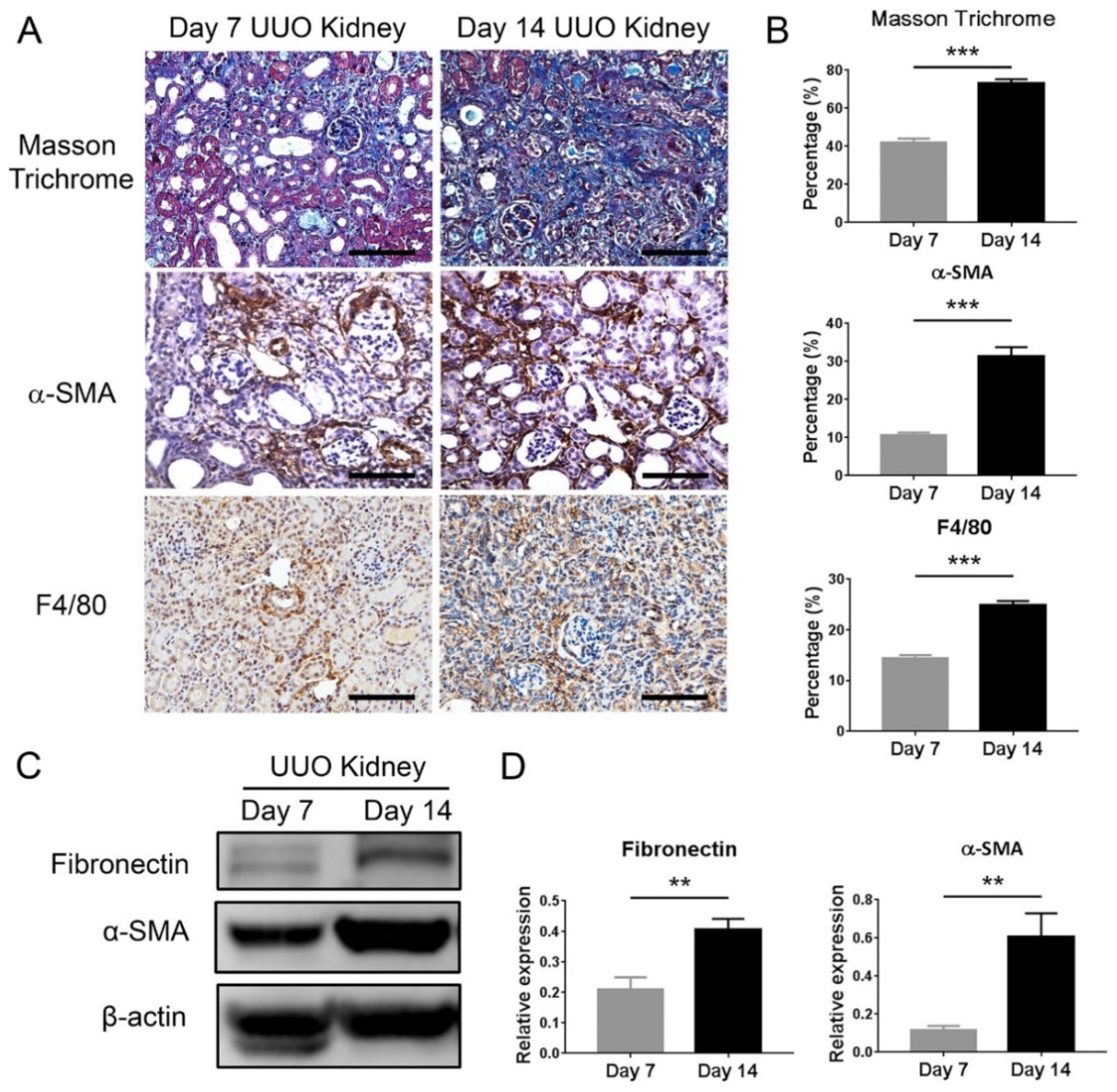 Ijms 21 05966 g001 Ijms 21 05966 g001