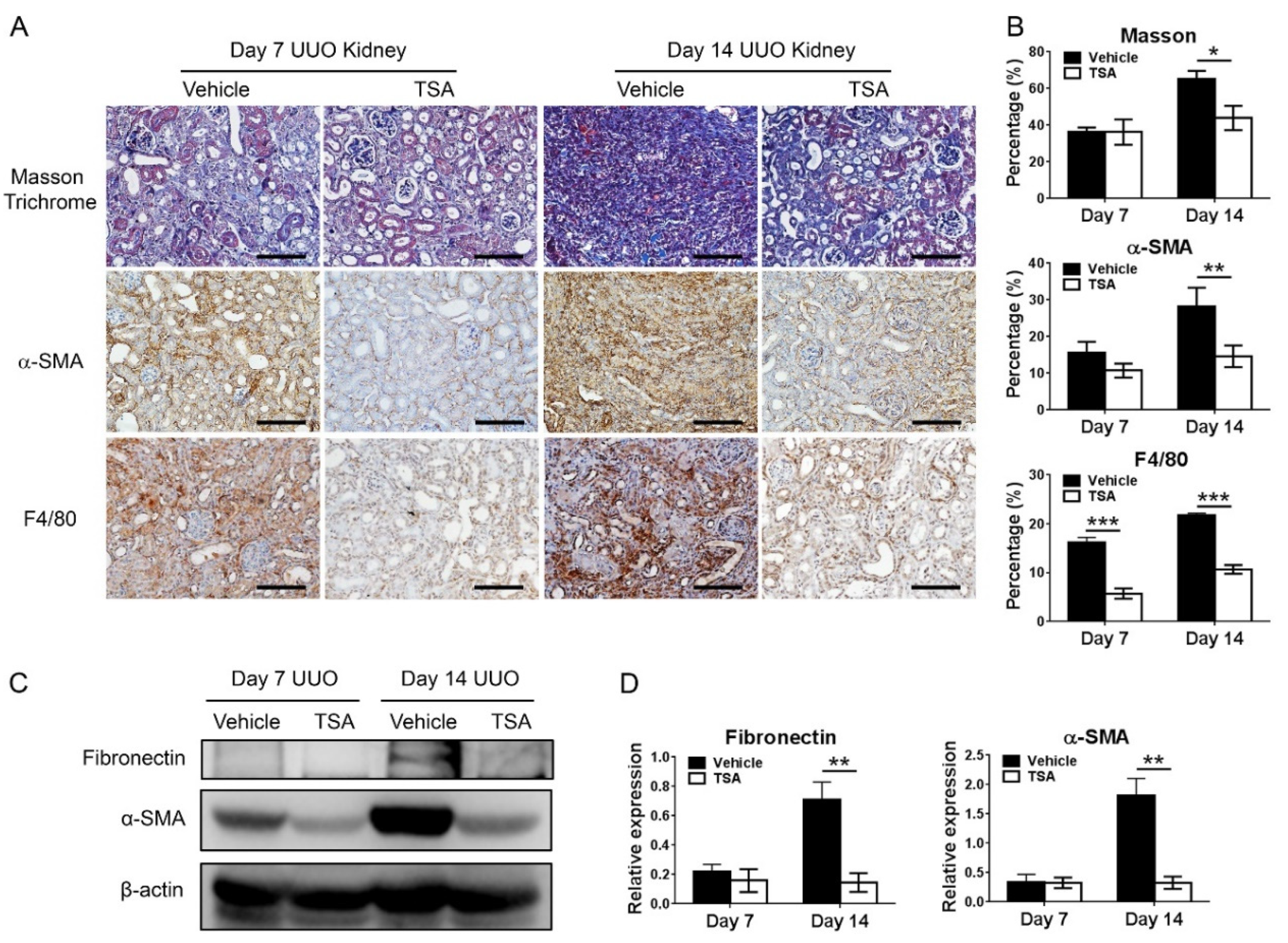 Ijms 21 05966 g003 Ijms 21 05966 g003