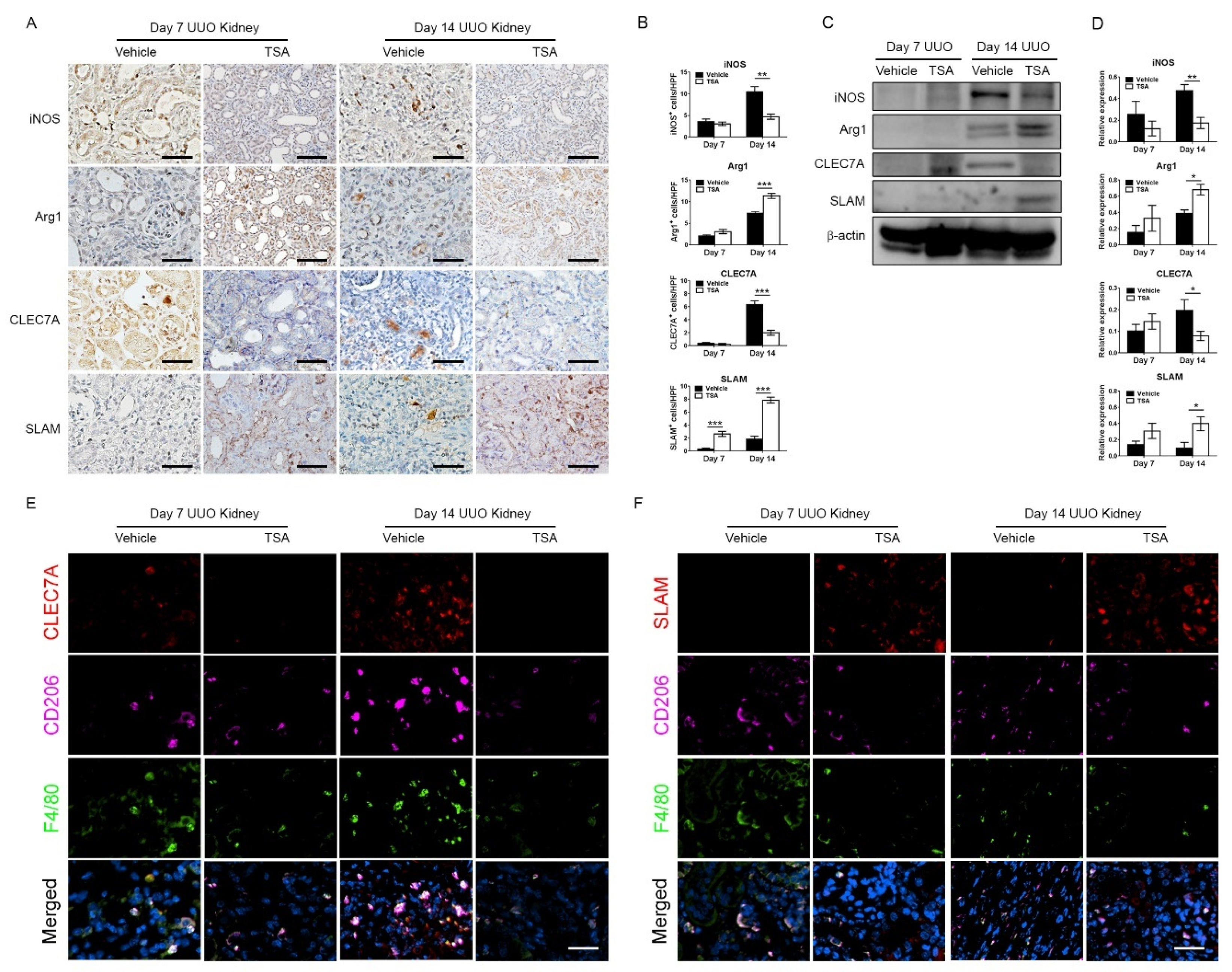Ijms 21 05966 g004 Ijms 21 05966 g004