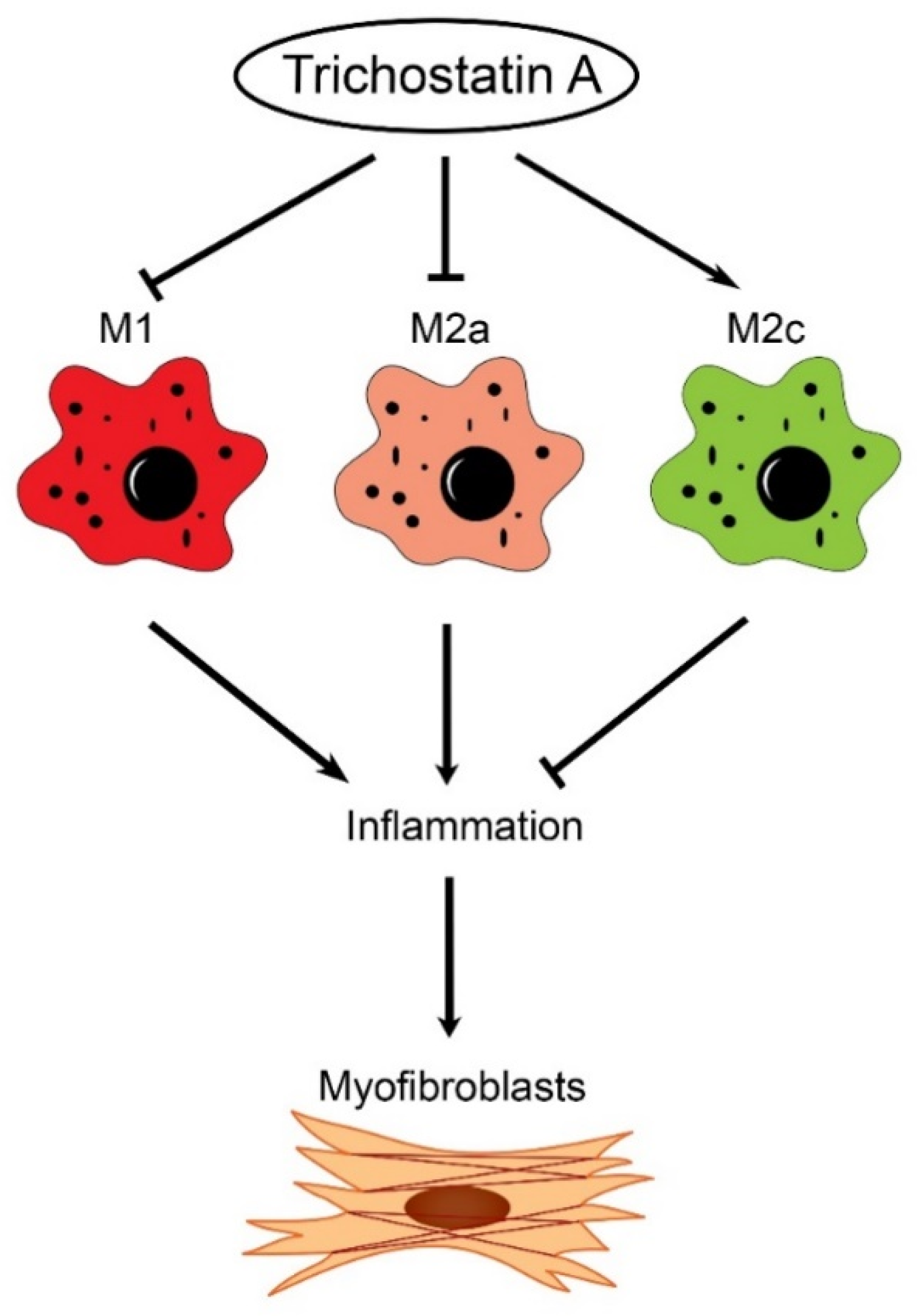 Ijms 21 05966 g007 Ijms 21 05966 g007