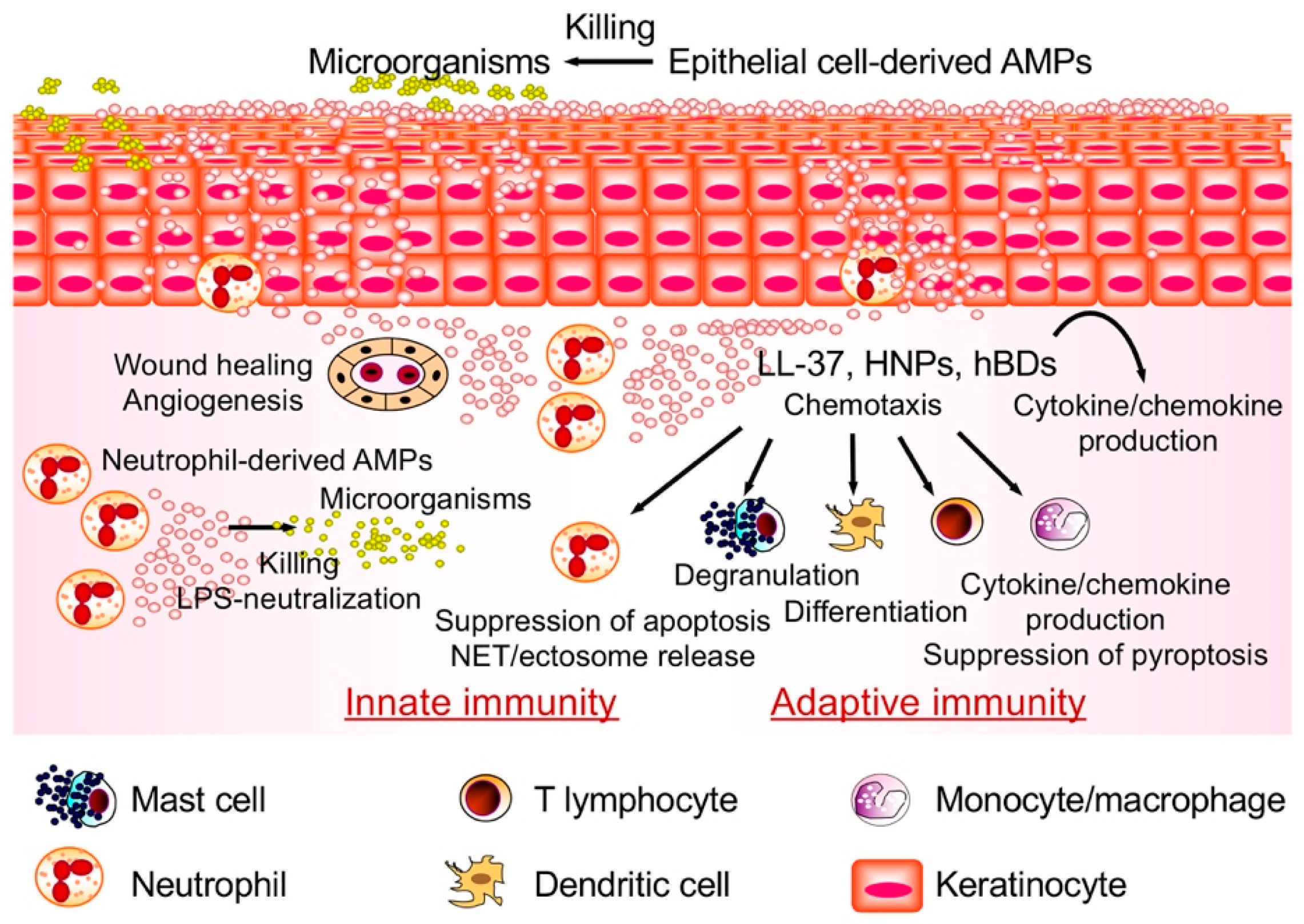 Ijms 21 05973 g001 Ijms 21 05973 g001
