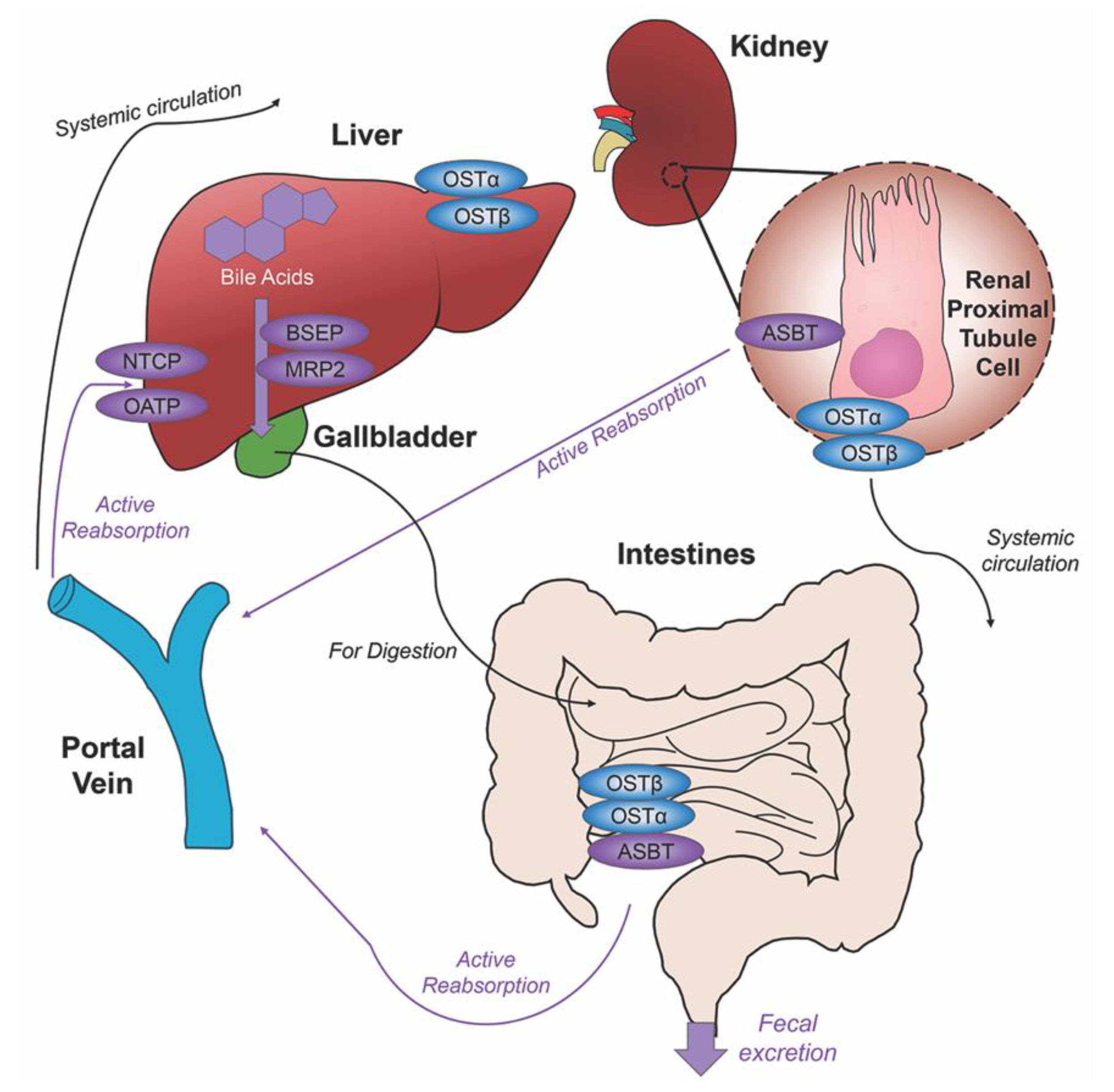 Ijms 21 05982 g002 Ijms 21 05982 g002