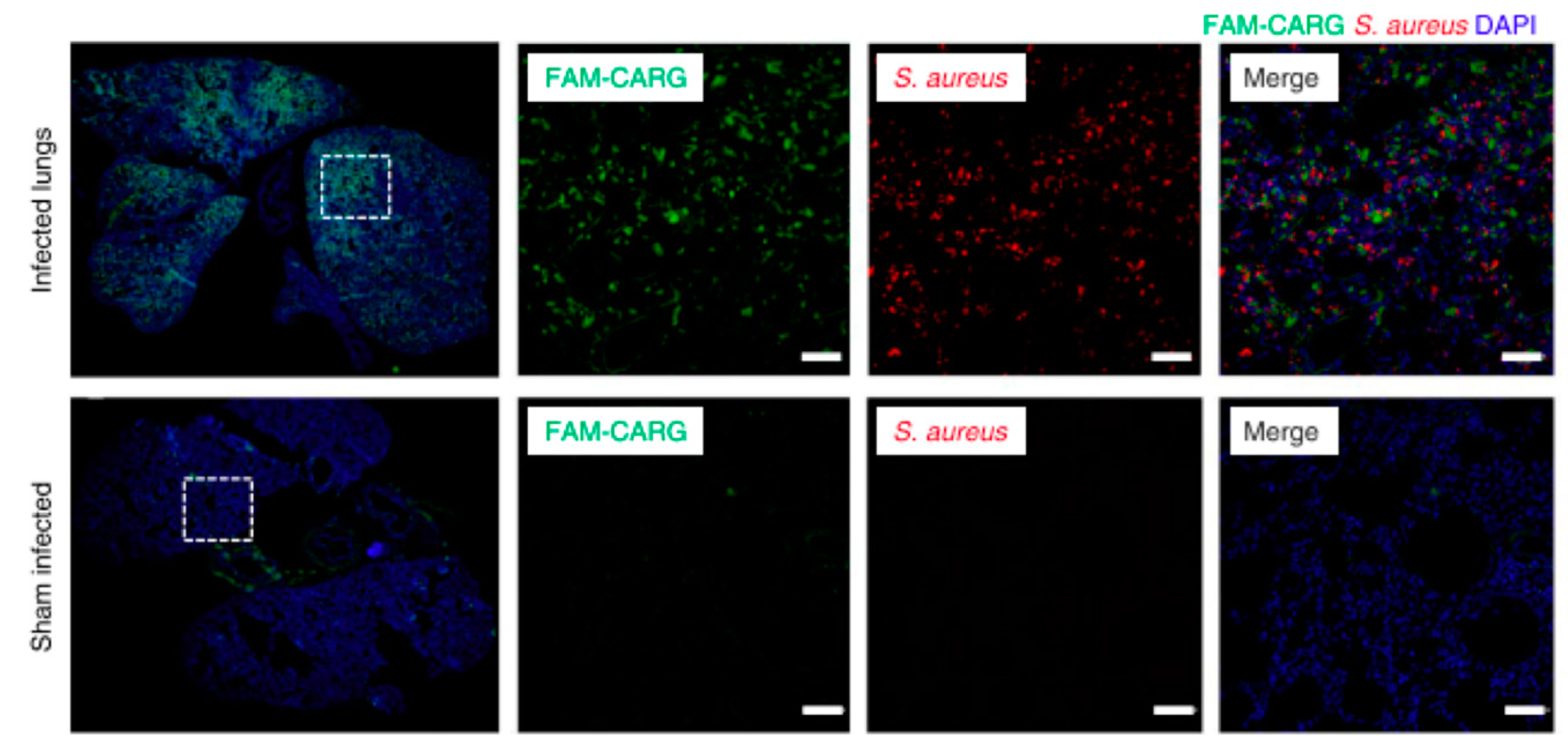 Ijms 21 05994 g005 Ijms 21 05994 g005