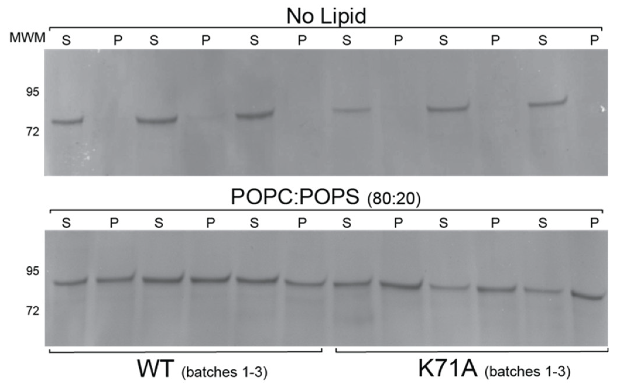 Ijms 21 05995 g005 Ijms 21 05995 g005