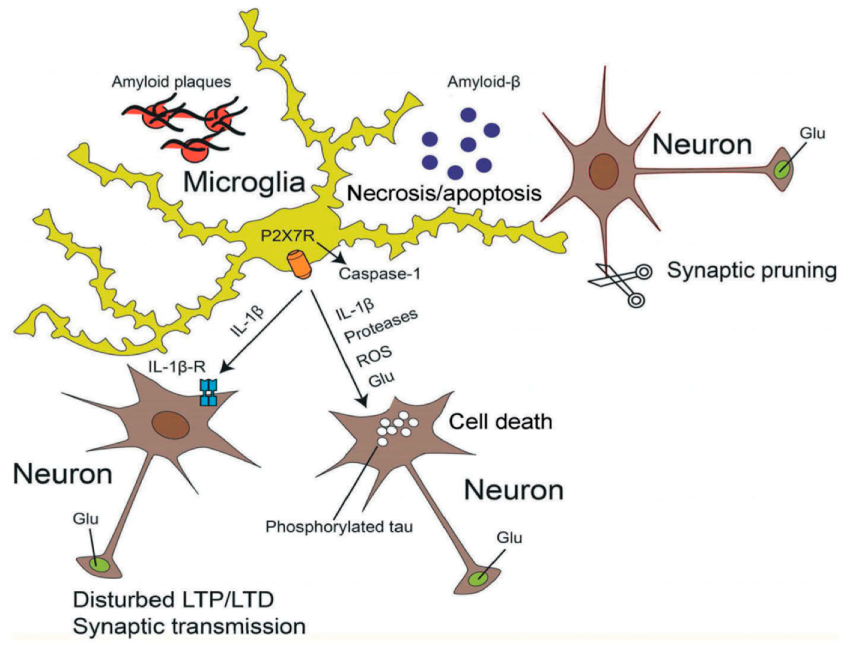 Ijms 21 05996 g002 Ijms 21 05996 g002