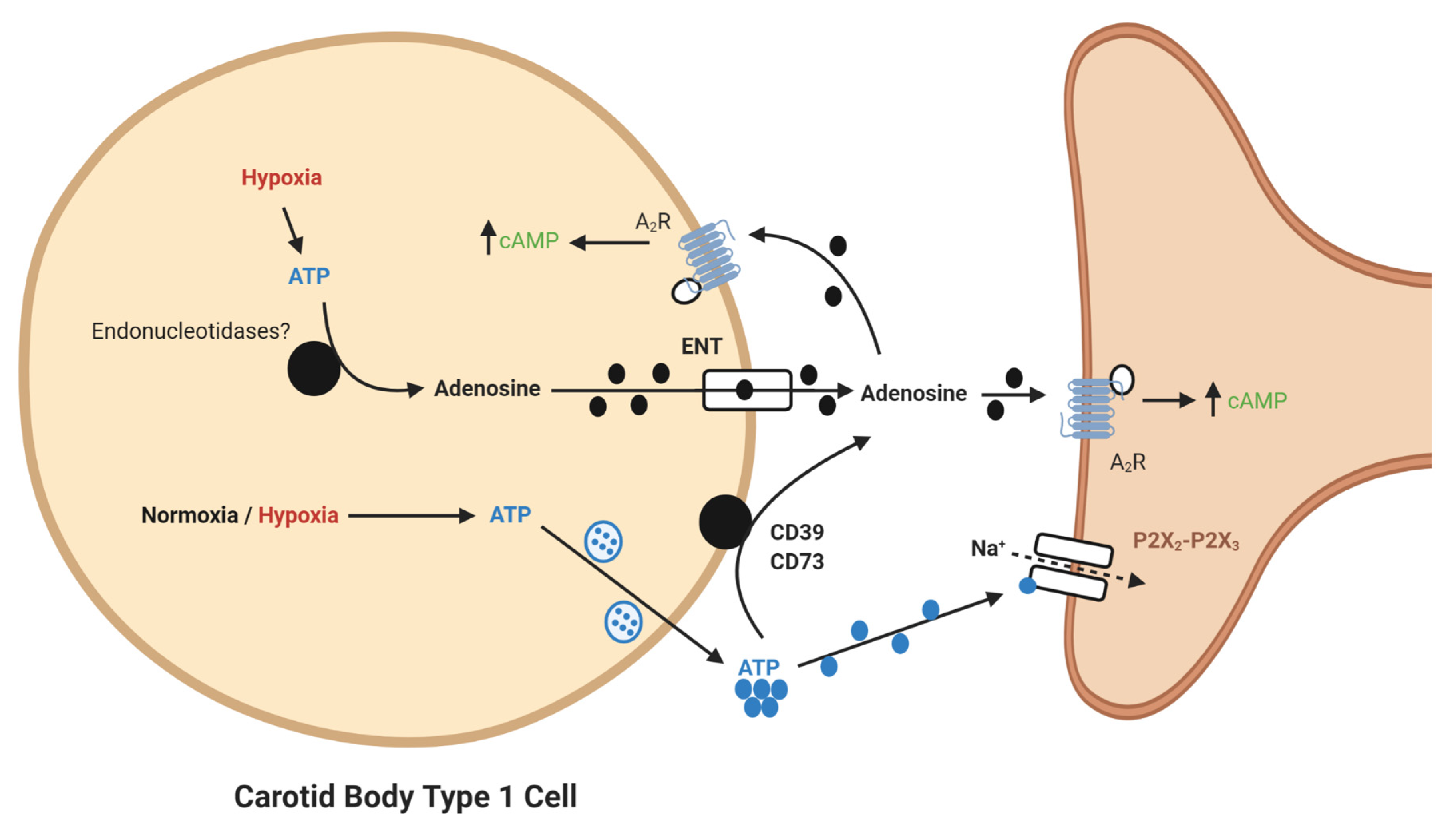 Ijms 21 06012 g001 Ijms 21 06012 g001