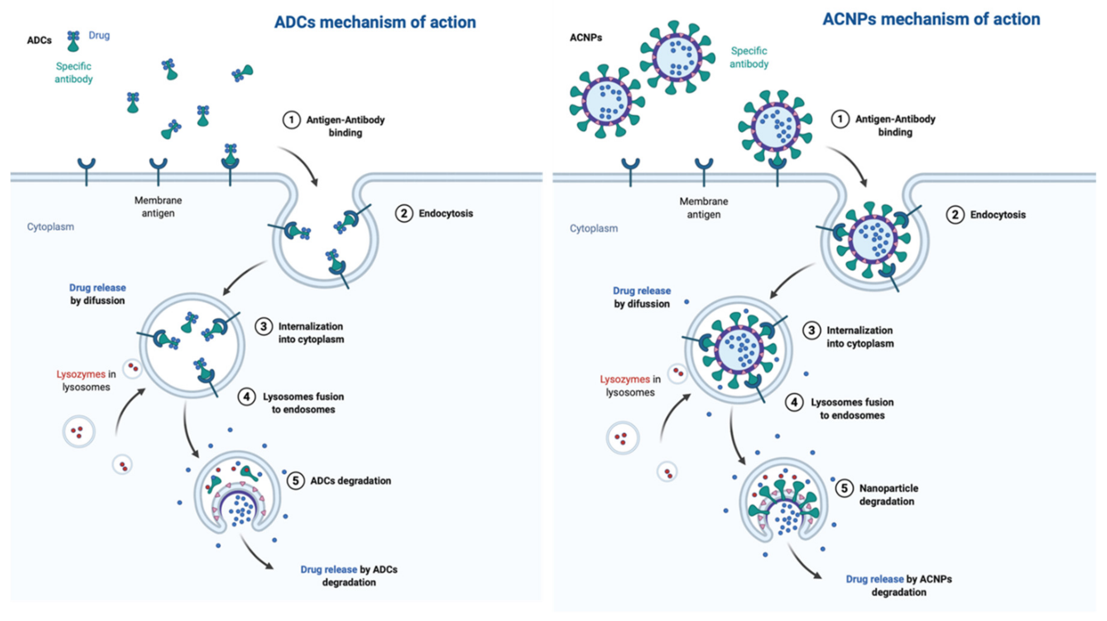 Ijms 21 06018 g003 Ijms 21 06018 g003