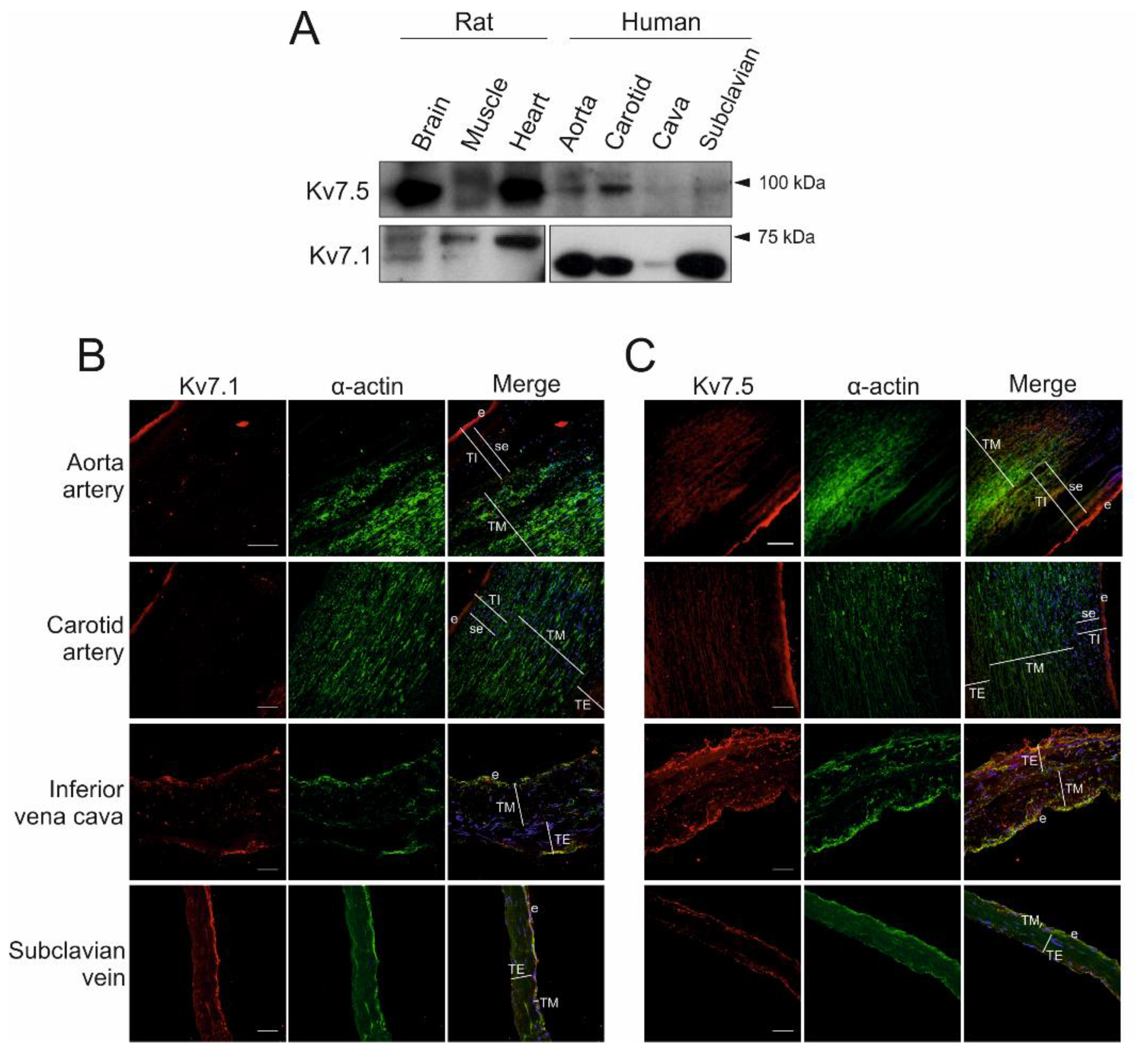 Ijms 21 06019 g001 Ijms 21 06019 g001