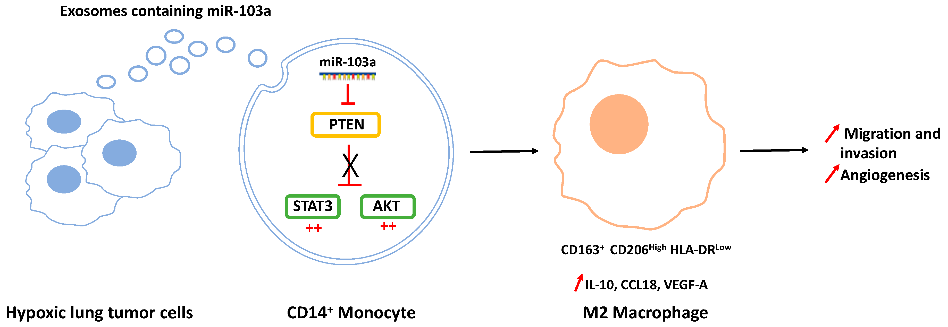 Ijms 21 06024 g002 Ijms 21 06024 g002
