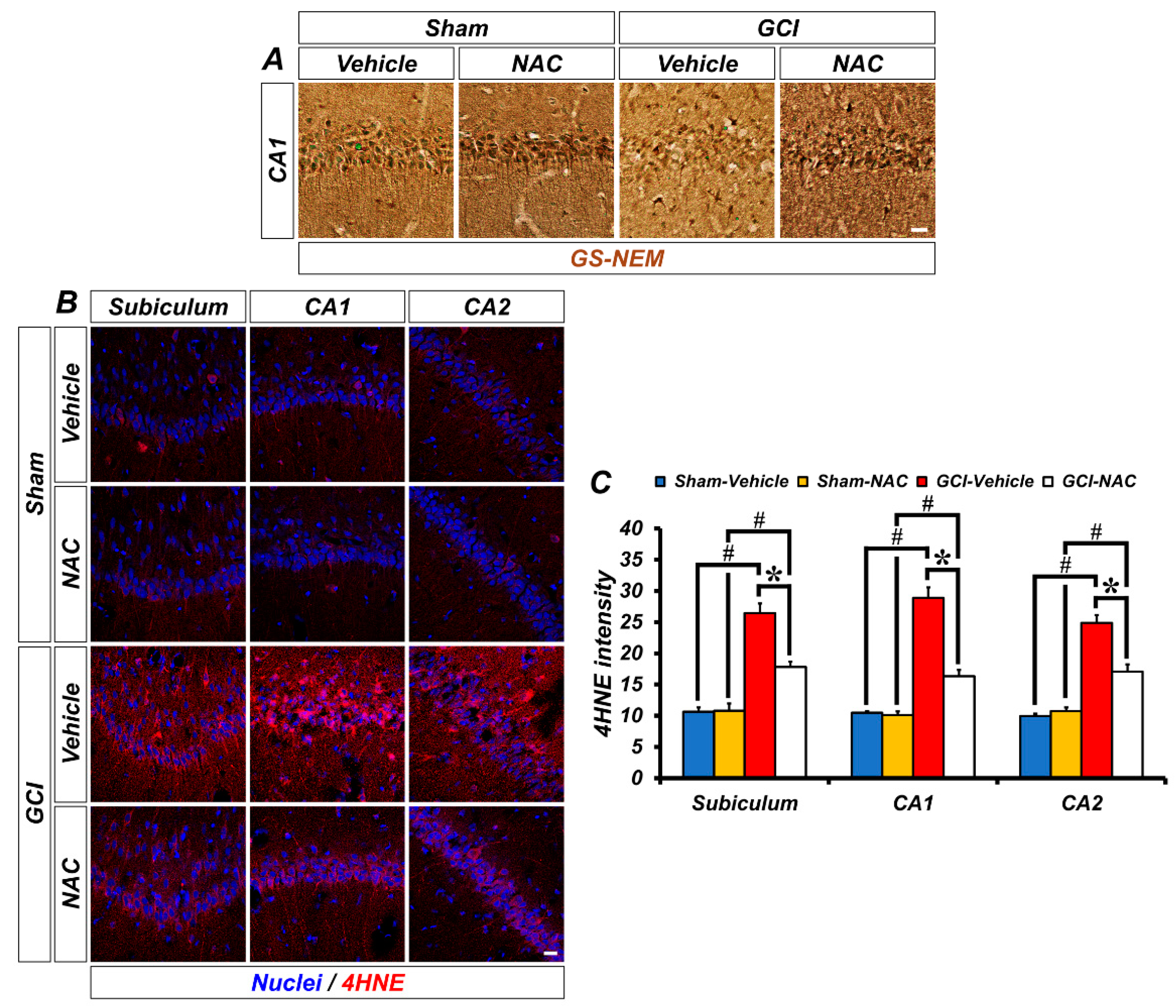 Ijms 21 06026 g003 Ijms 21 06026 g003