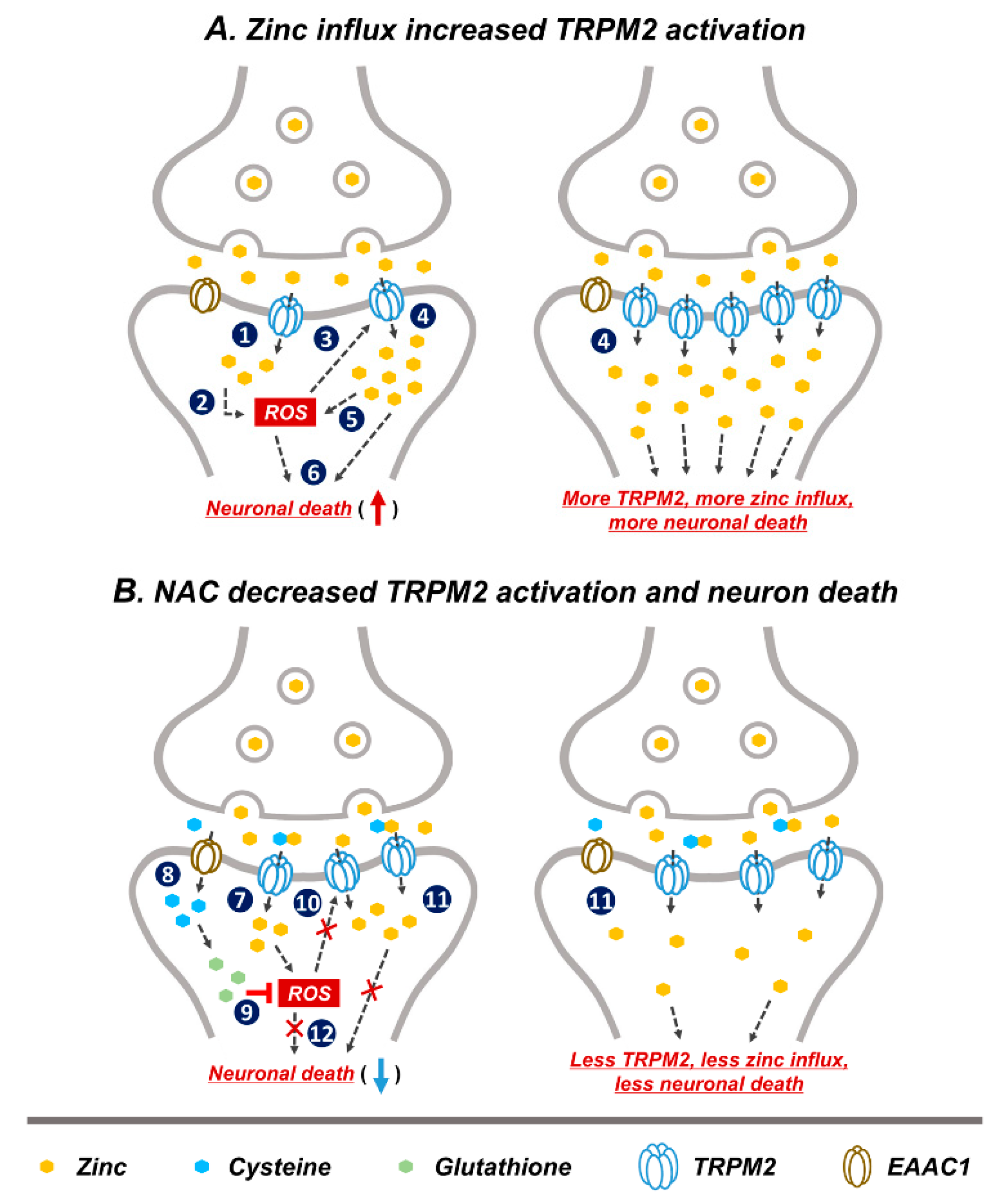Ijms 21 06026 g007 Ijms 21 06026 g007