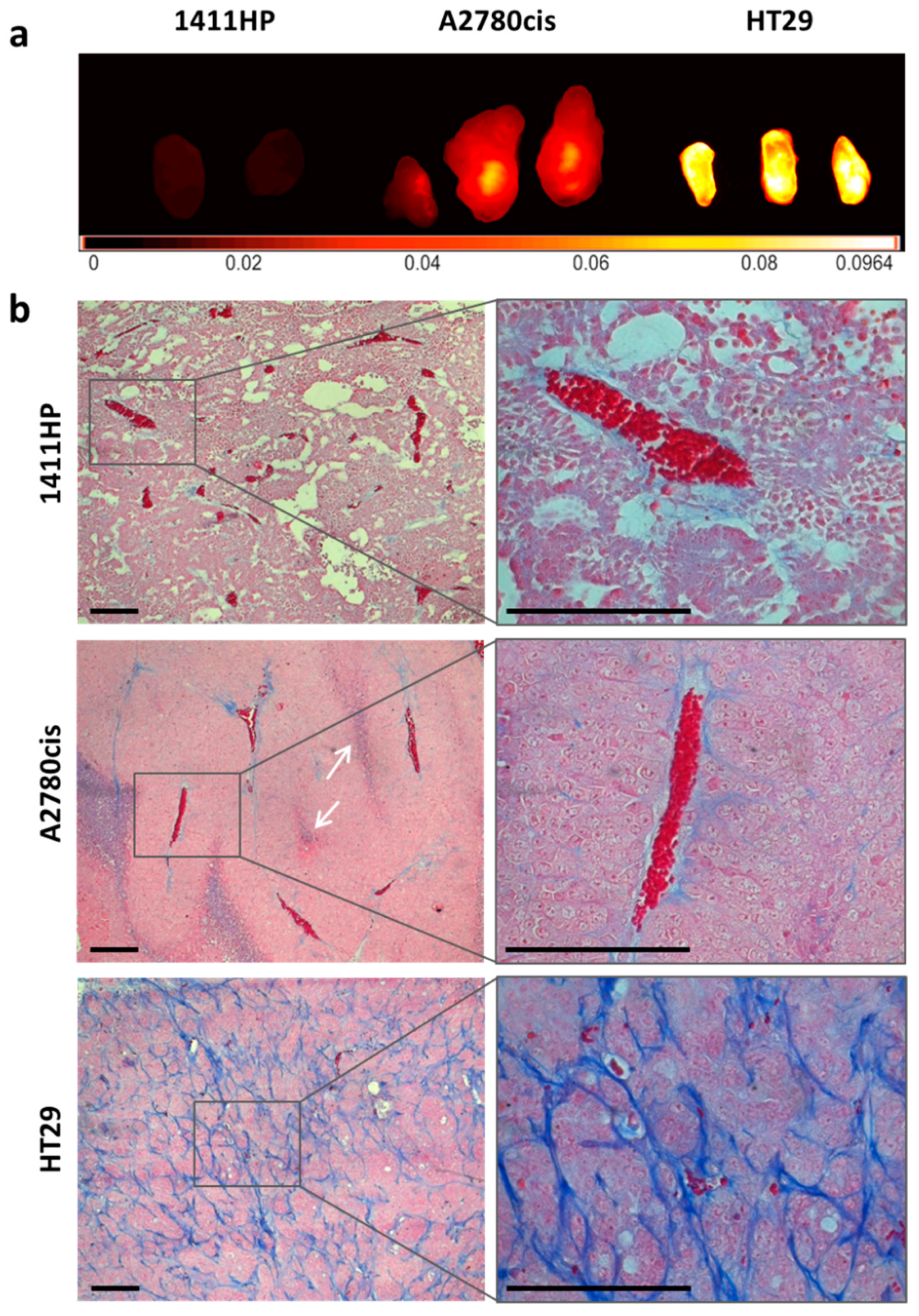 Ijms 21 06029 g005 Ijms 21 06029 g005