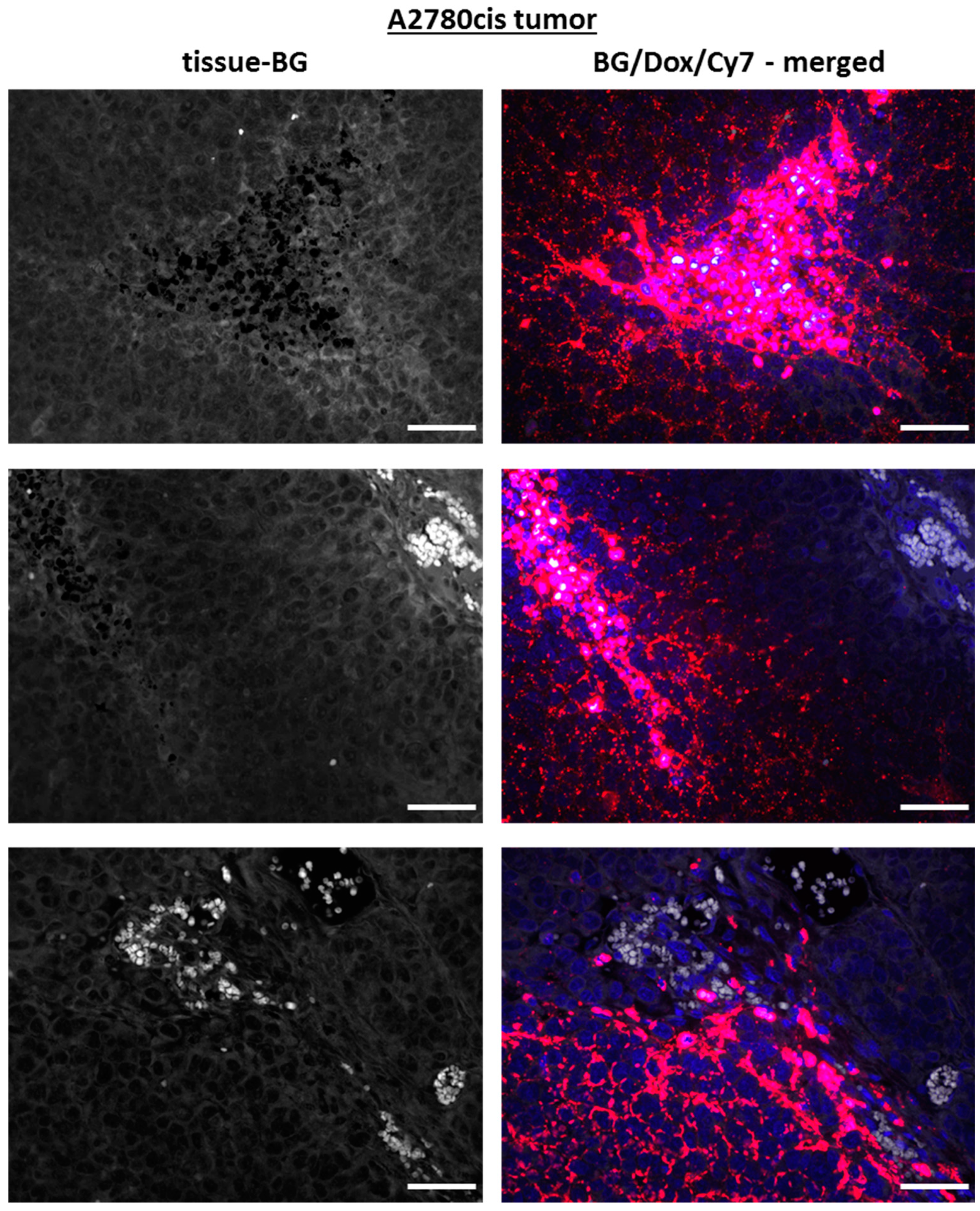 Ijms 21 06029 g008 Ijms 21 06029 g008