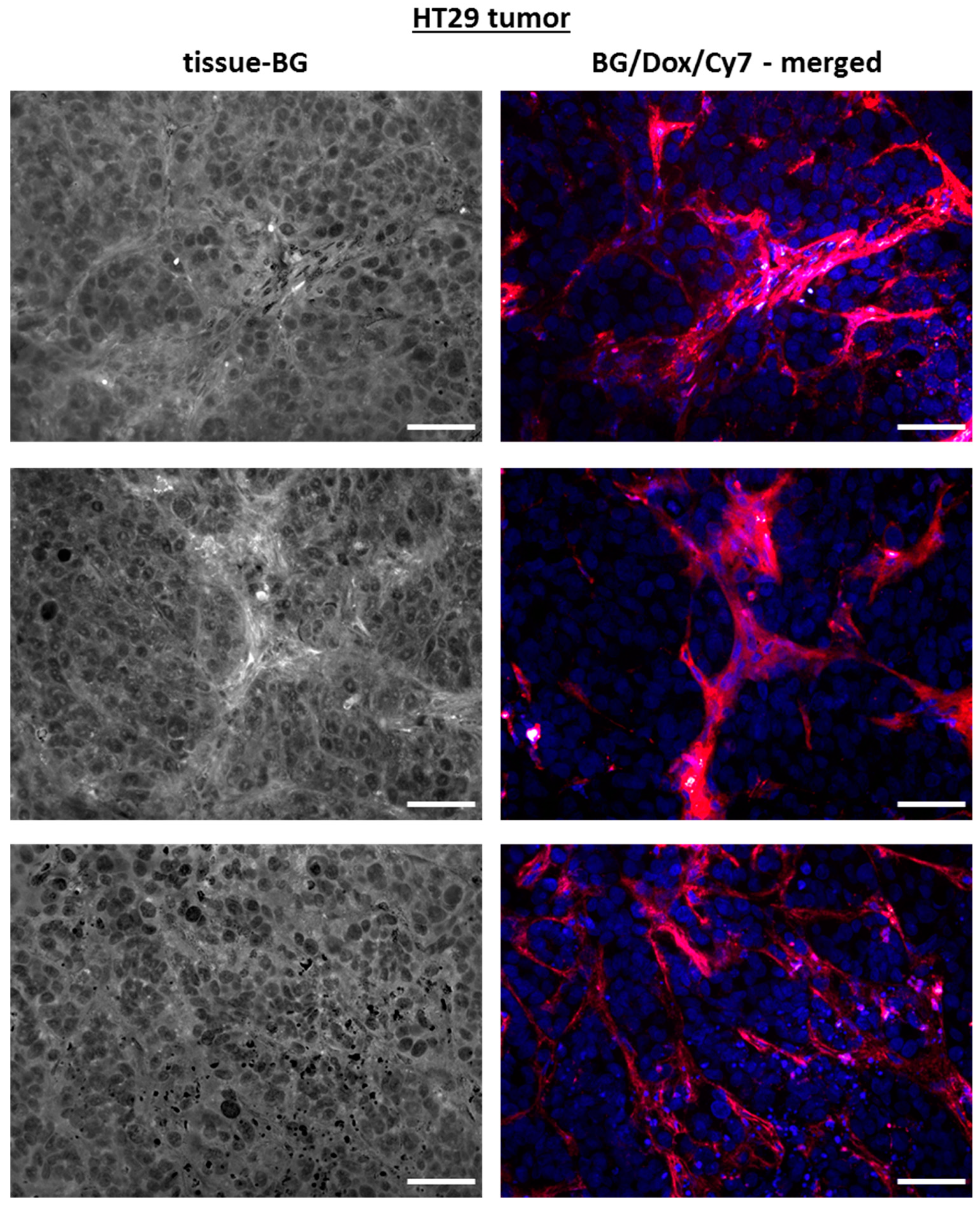 Ijms 21 06029 g009 Ijms 21 06029 g009