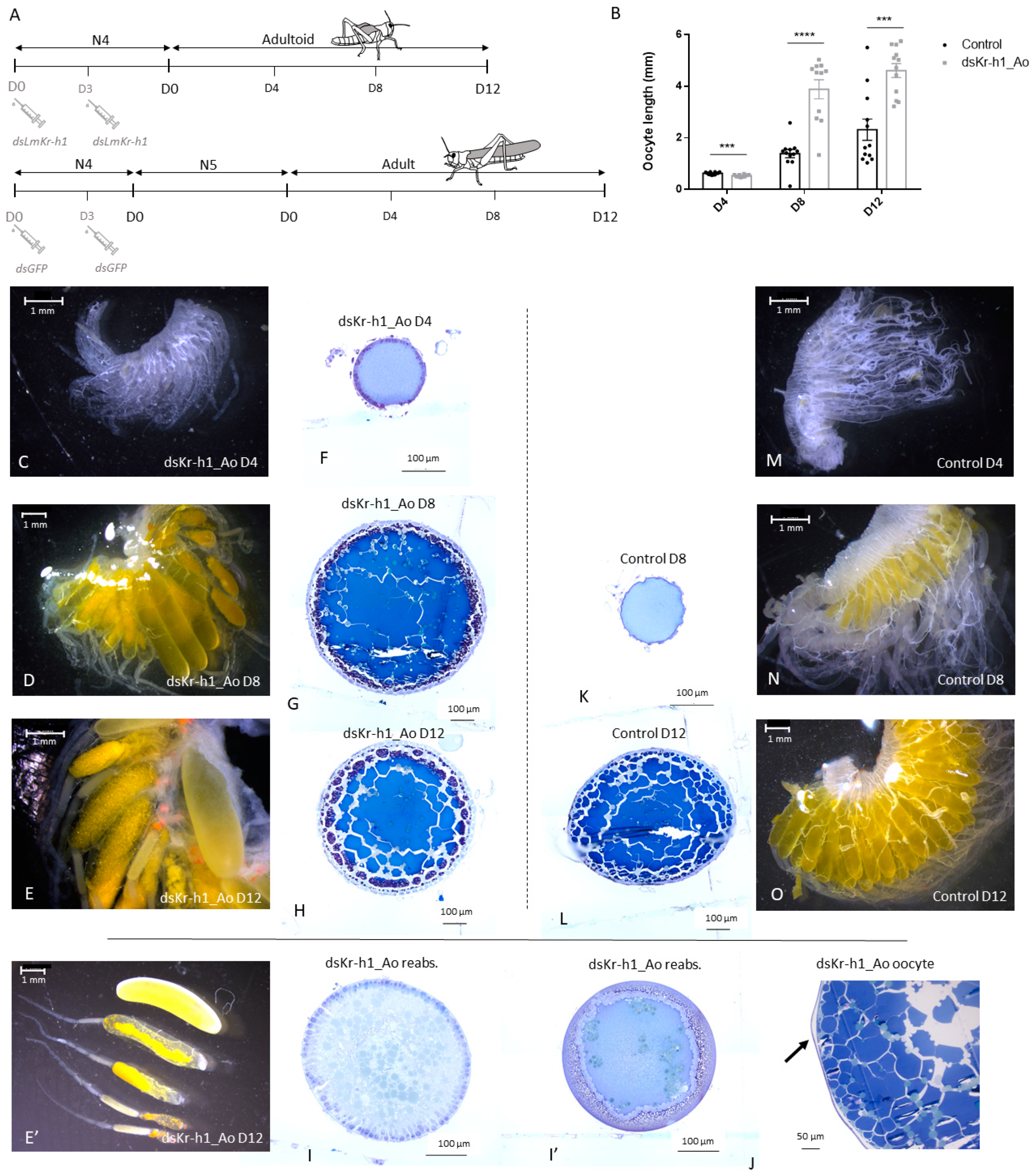 Ijms 21 06058 g002 Ijms 21 06058 g002