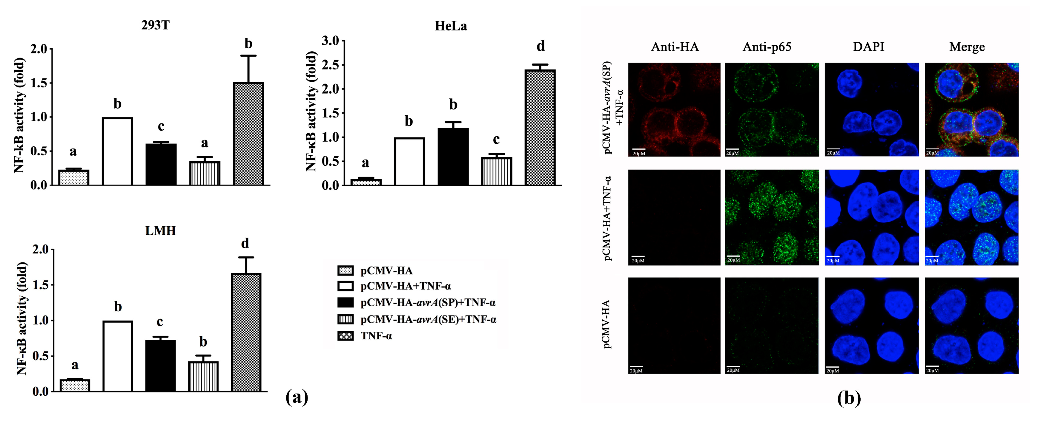 Ijms 21 06063 g001 Ijms 21 06063 g001